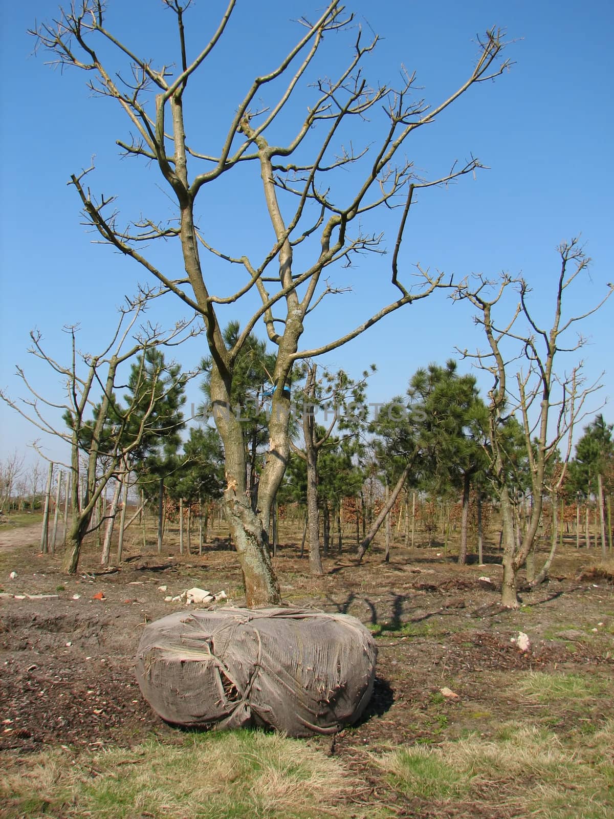 tree from a nursery ready for transport