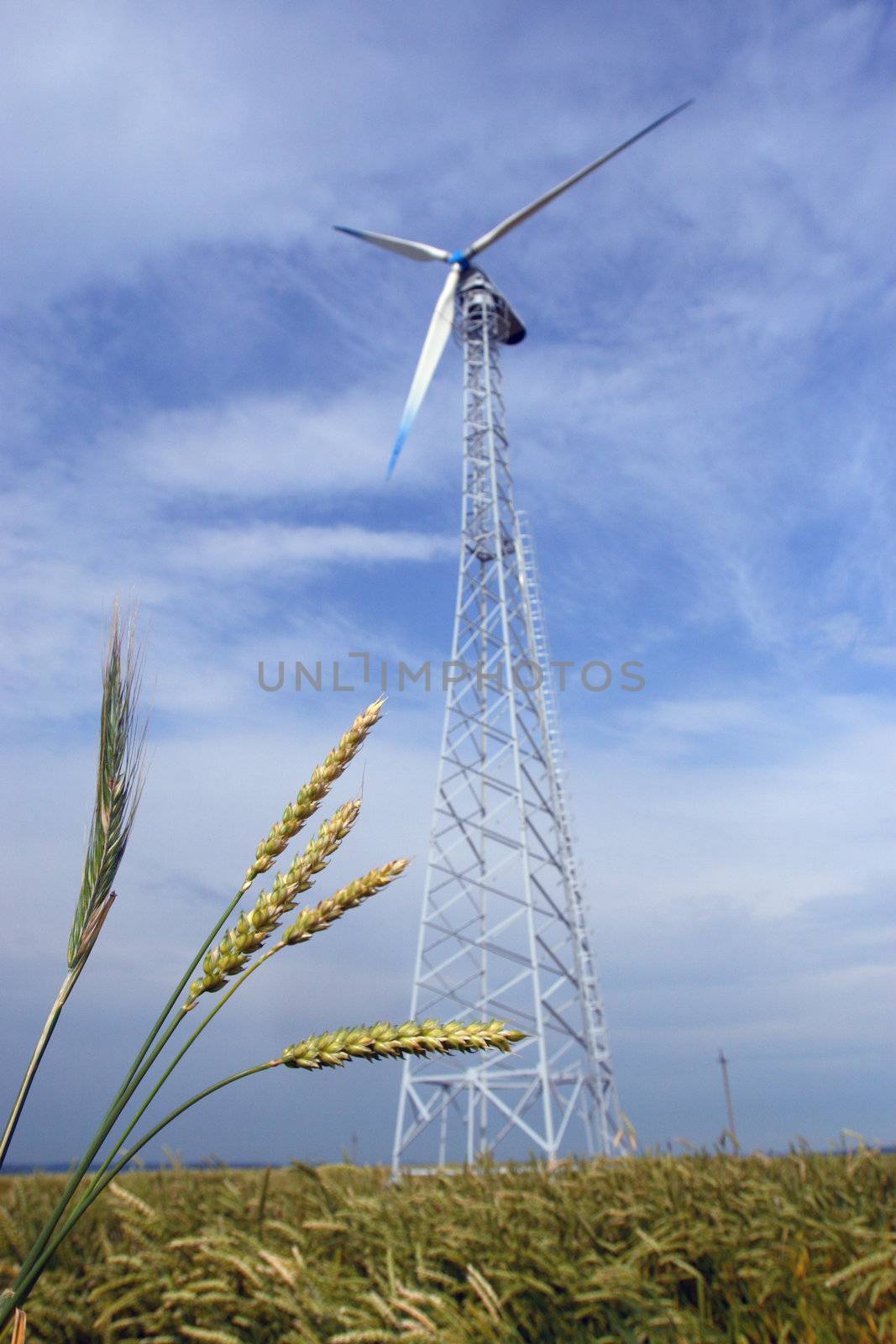Wheaten field with a windmill, in the foreground ears of wheat