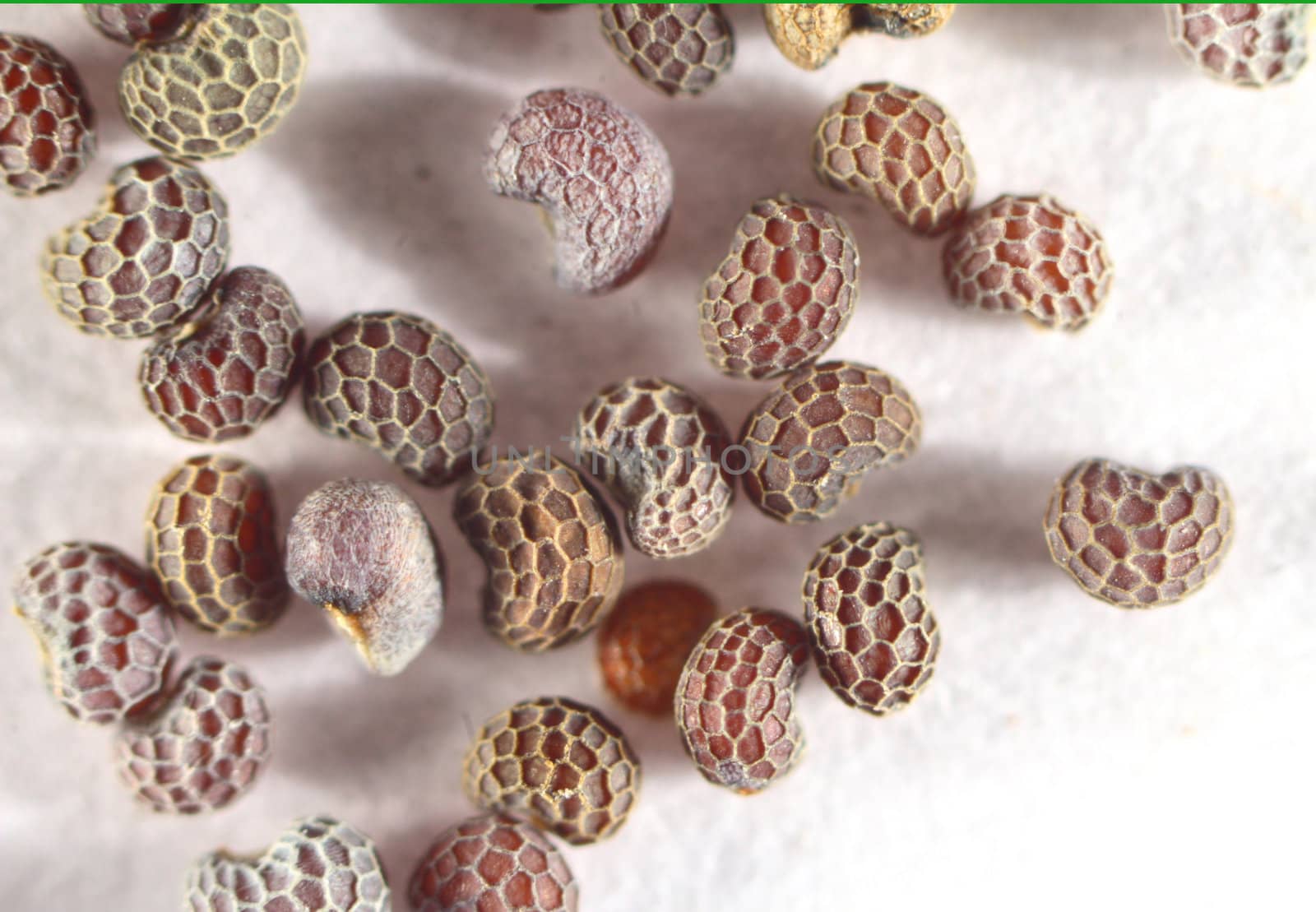 Set of seeds of a poppy (Papaver rhoeas) in strong increase