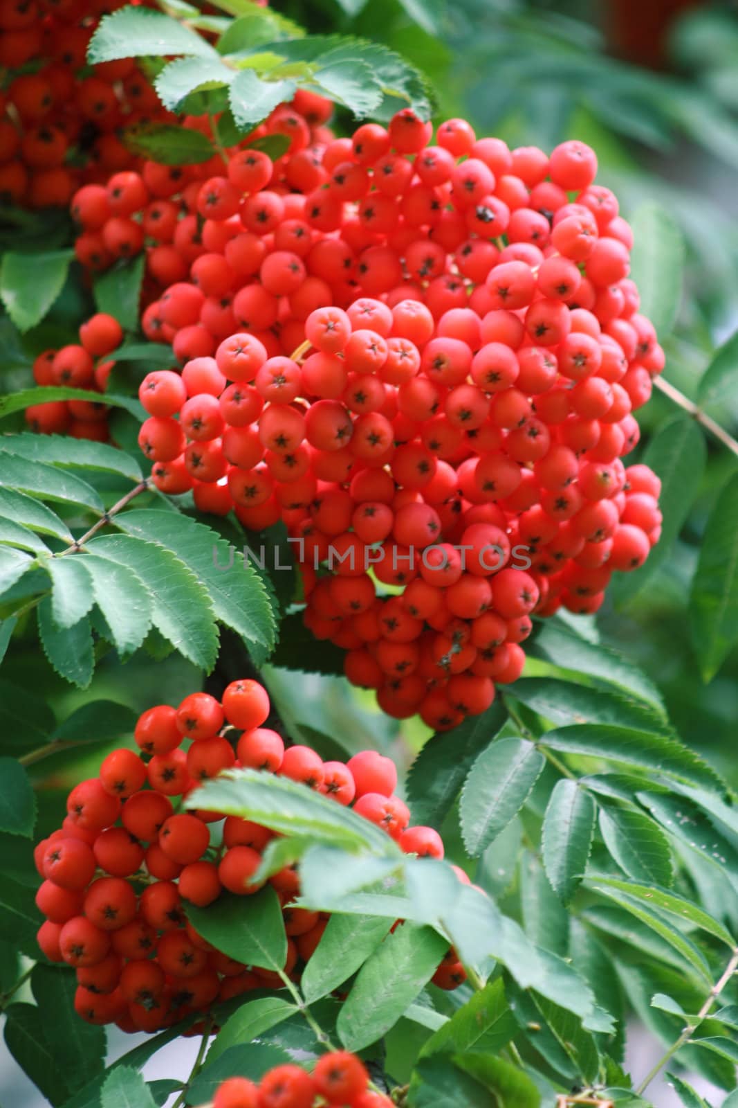 Bush of red juicy ashberry