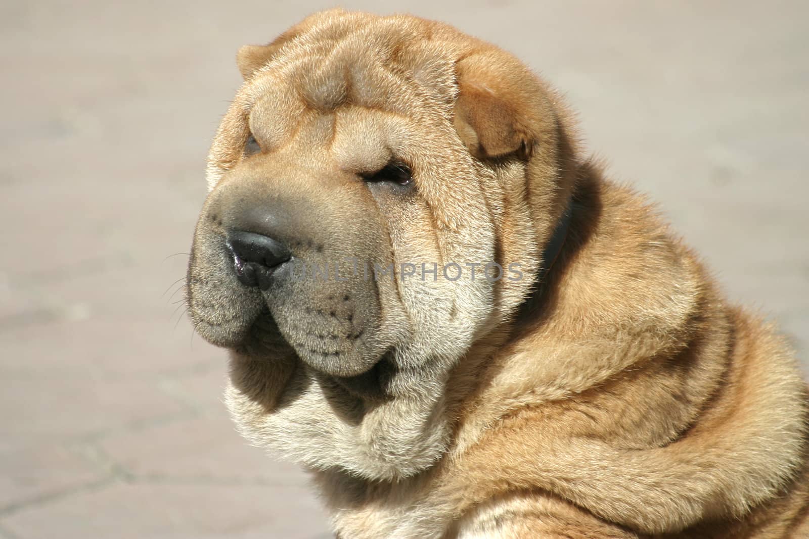 Brown shar-pei watching smth. outdoors