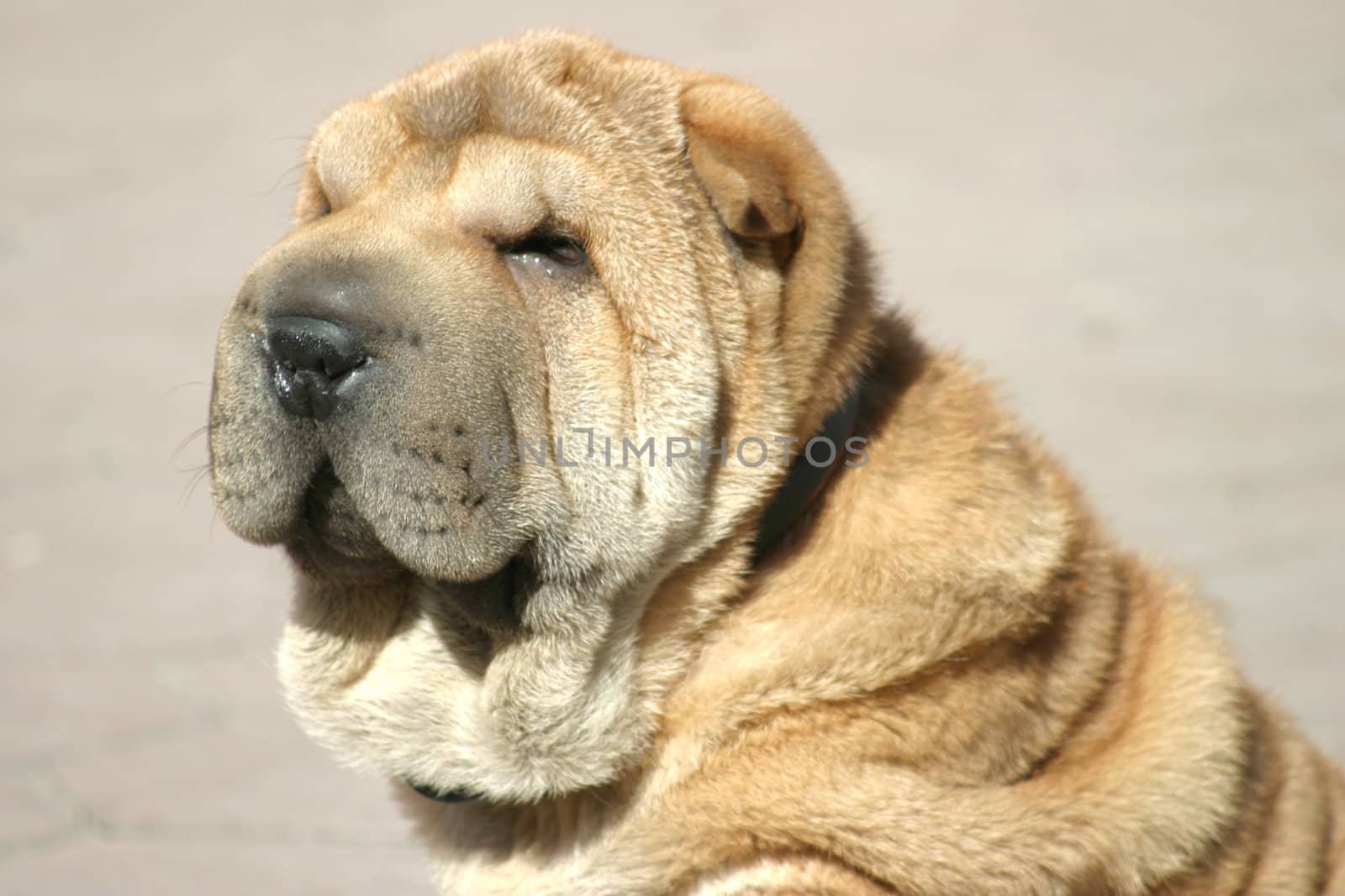 Muzzle of a nice brown shar-pei