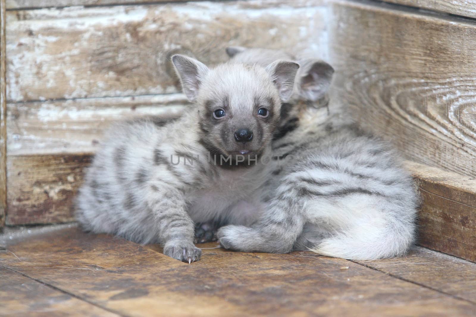 Two young grey hieans