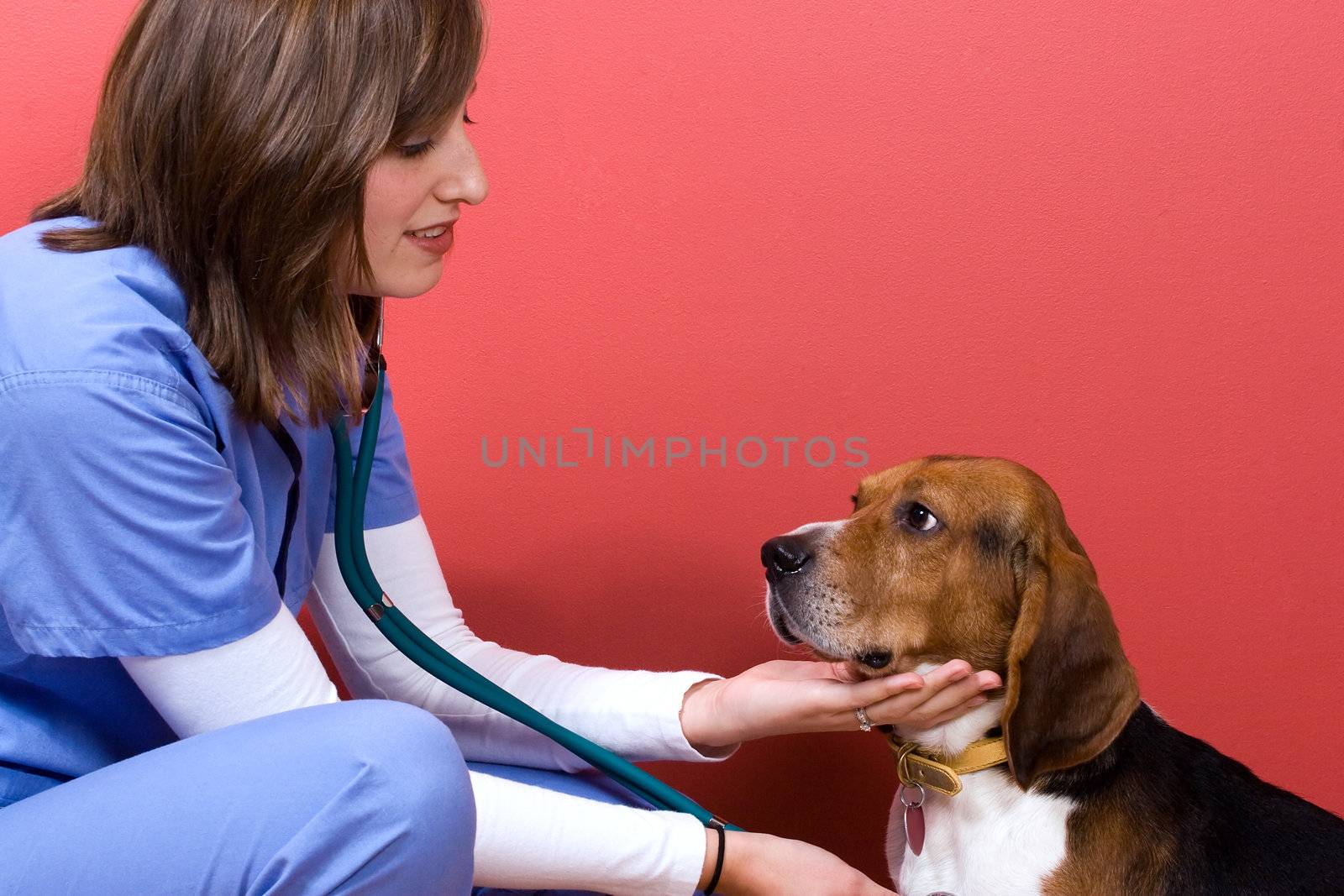 A veterinarian checking out a beagle dog. 
