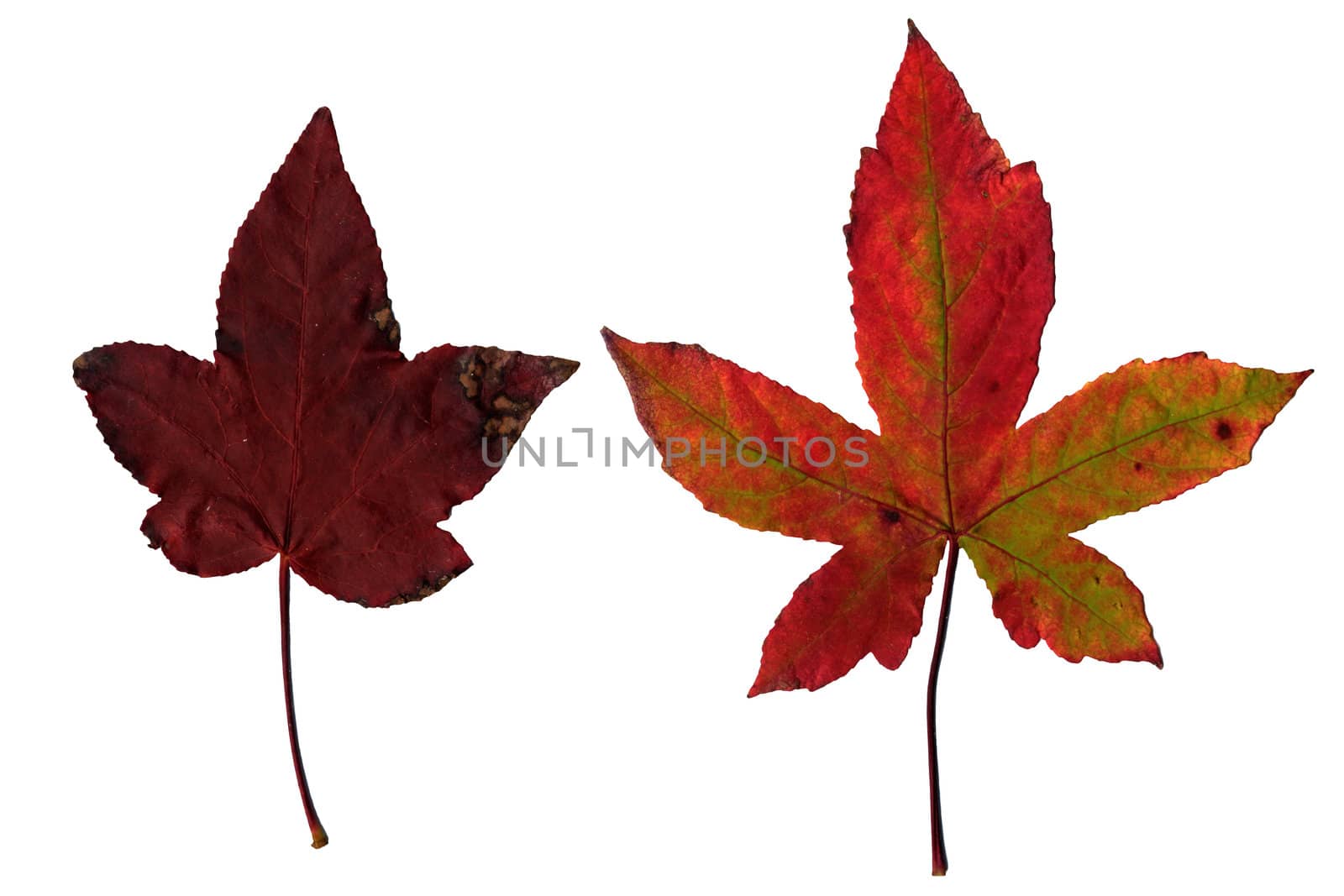 Maple leaves isolated on white background.