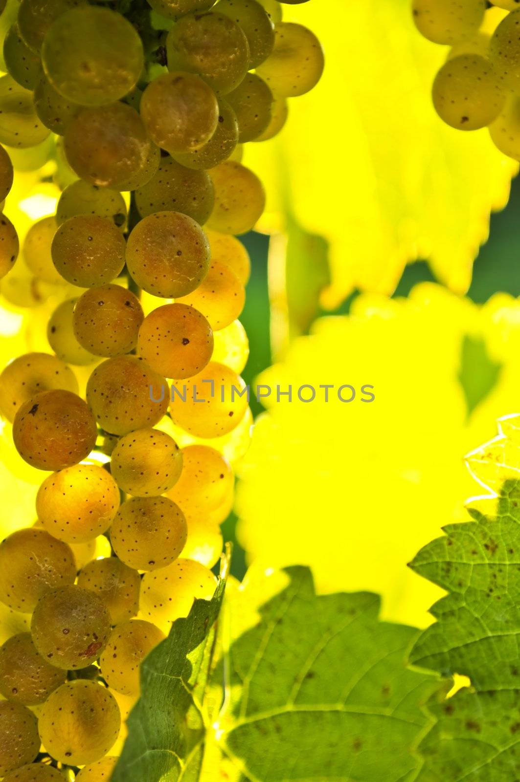 Yellow grapes growing on vine in bright sunshine