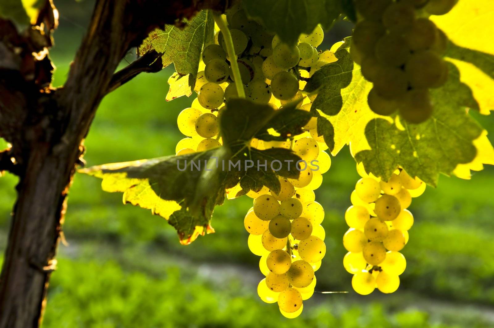 Yellow grapes growing on vine in bright sunshine