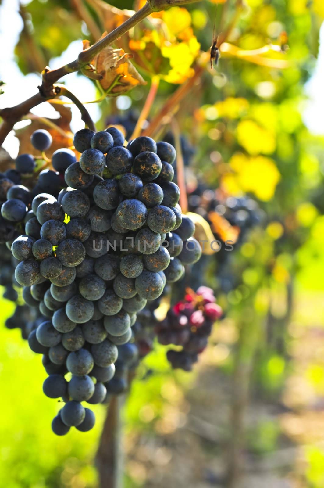 Red grapes growing on vine in bright sunshine