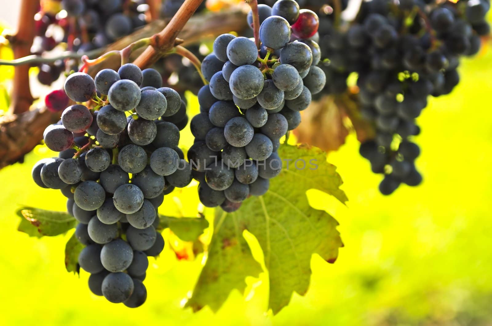 Red grapes growing on vine in bright sunshine