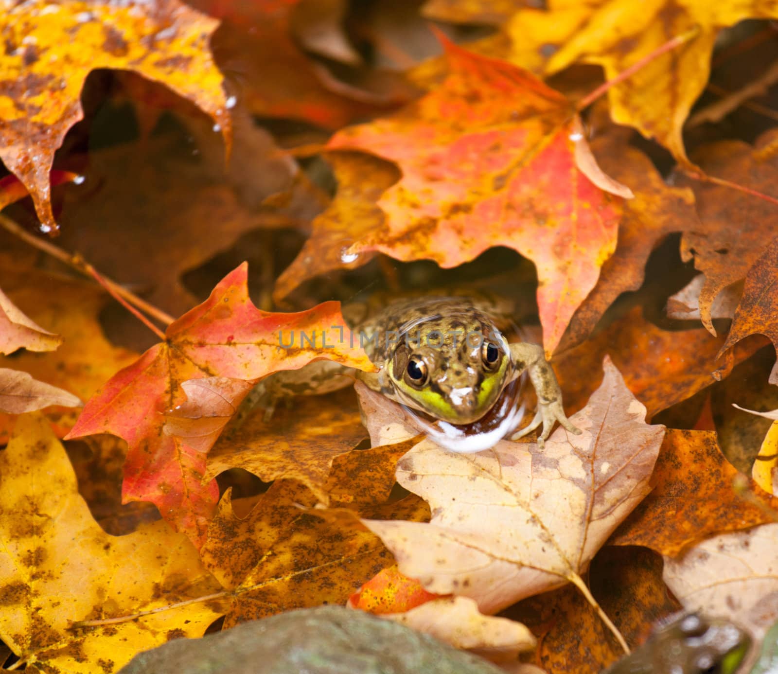 Small frog in autumn leaves in a river with its head peeping above the water surface