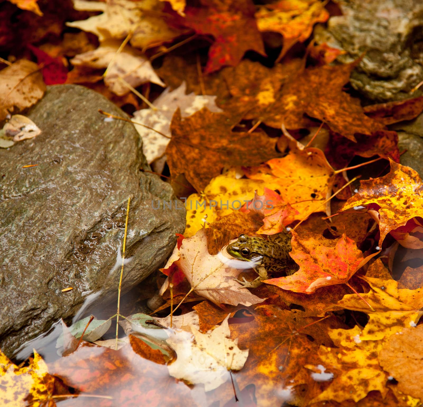 Small frog in autumn leaves in a river with its head peeping above the water surface