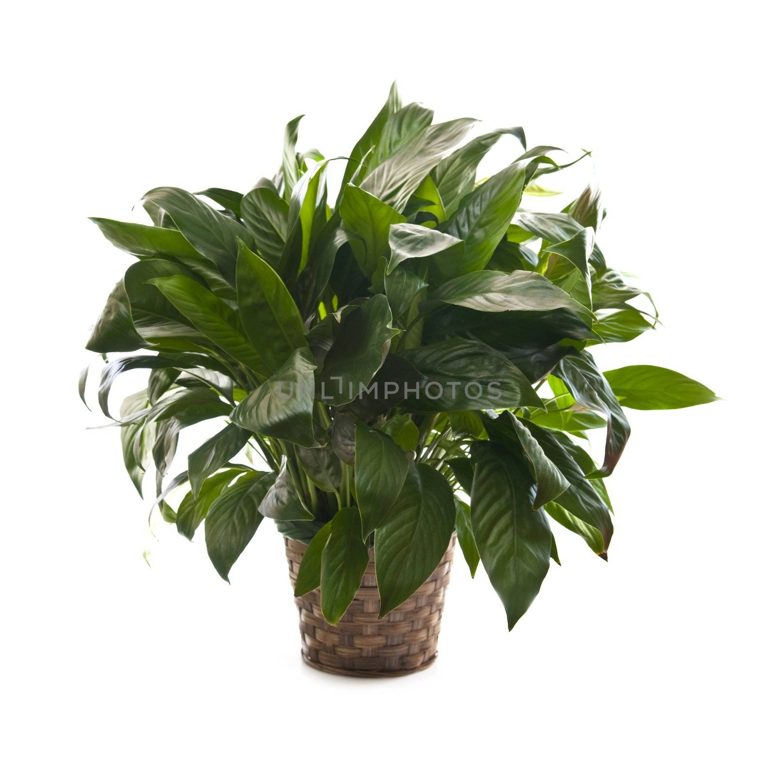 Green houseplant in basket isolated on white background
