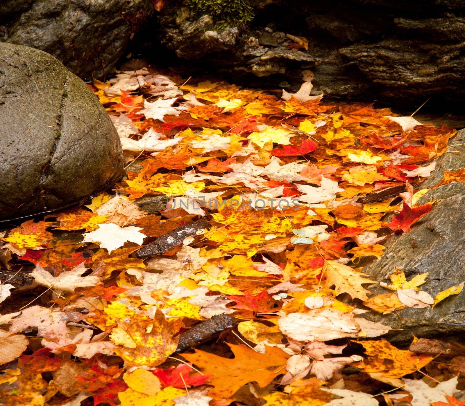 Brightly colored autumn leaves in a shallow river with rocks
