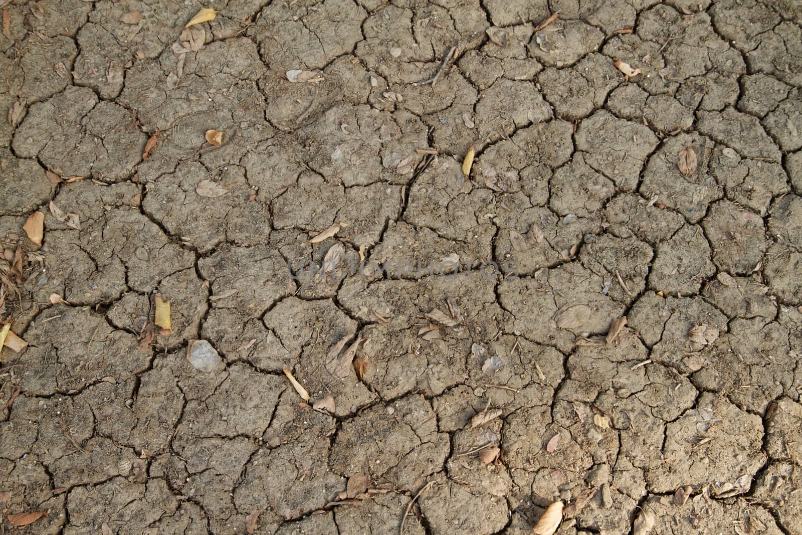 Dry parched cracked soil dirt or earth with a few dead leaves