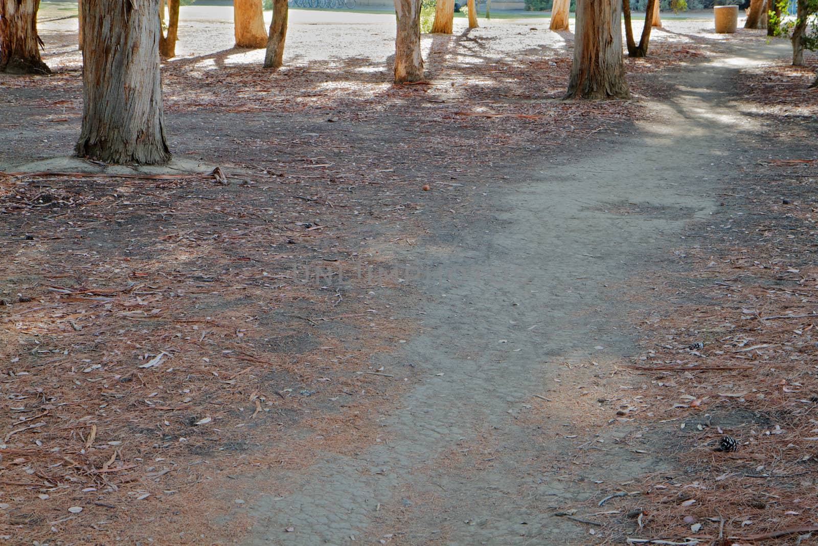 Dirt park path through grove of eucalyptus trees