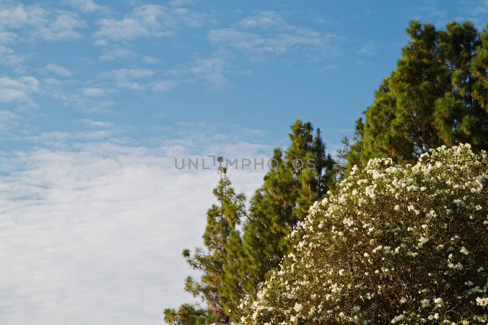 White flowered tree with green pines against blue sky and cloudscape