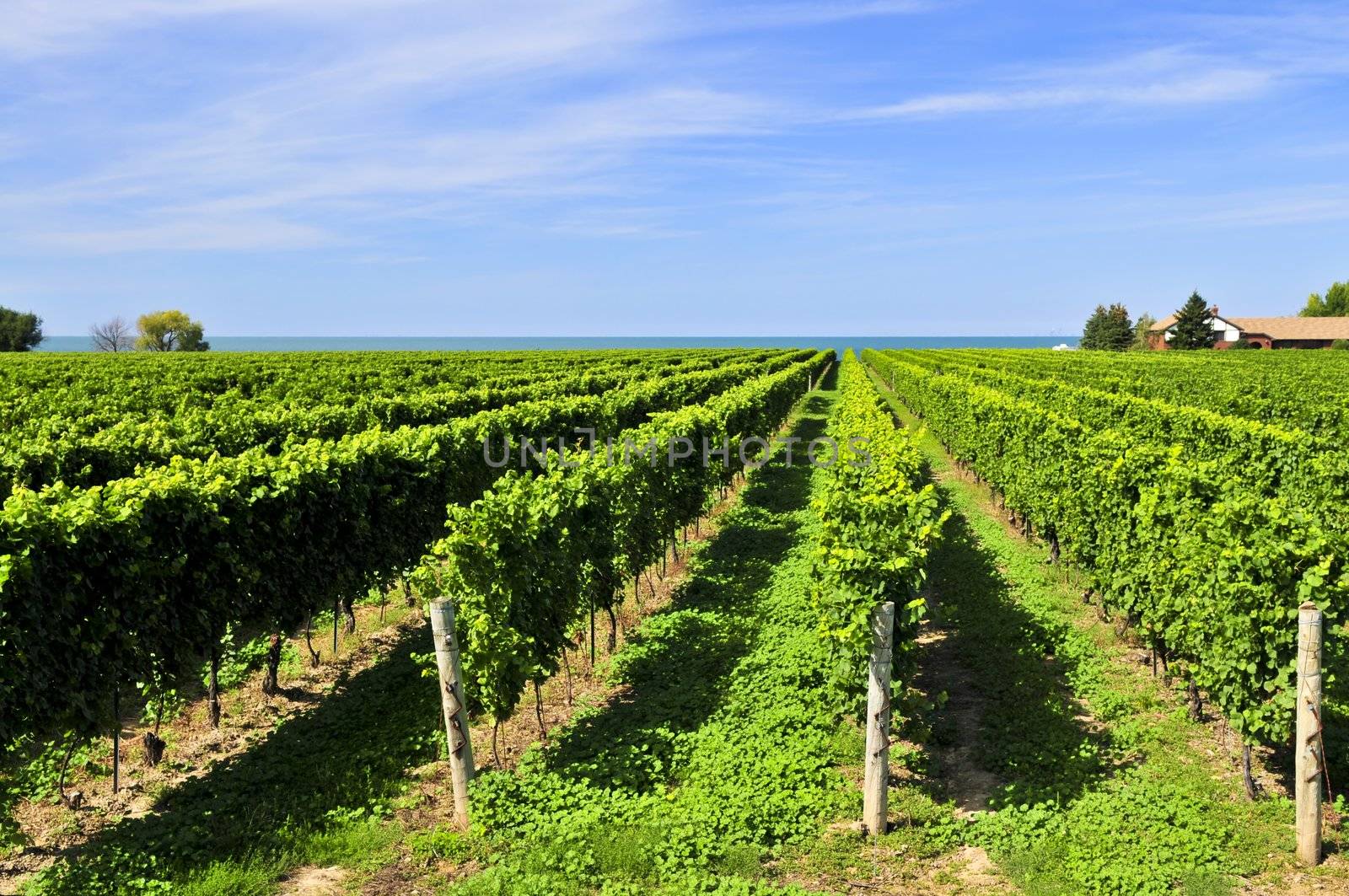 Rows of young grape vines growing in Niagara peninsula vineyard