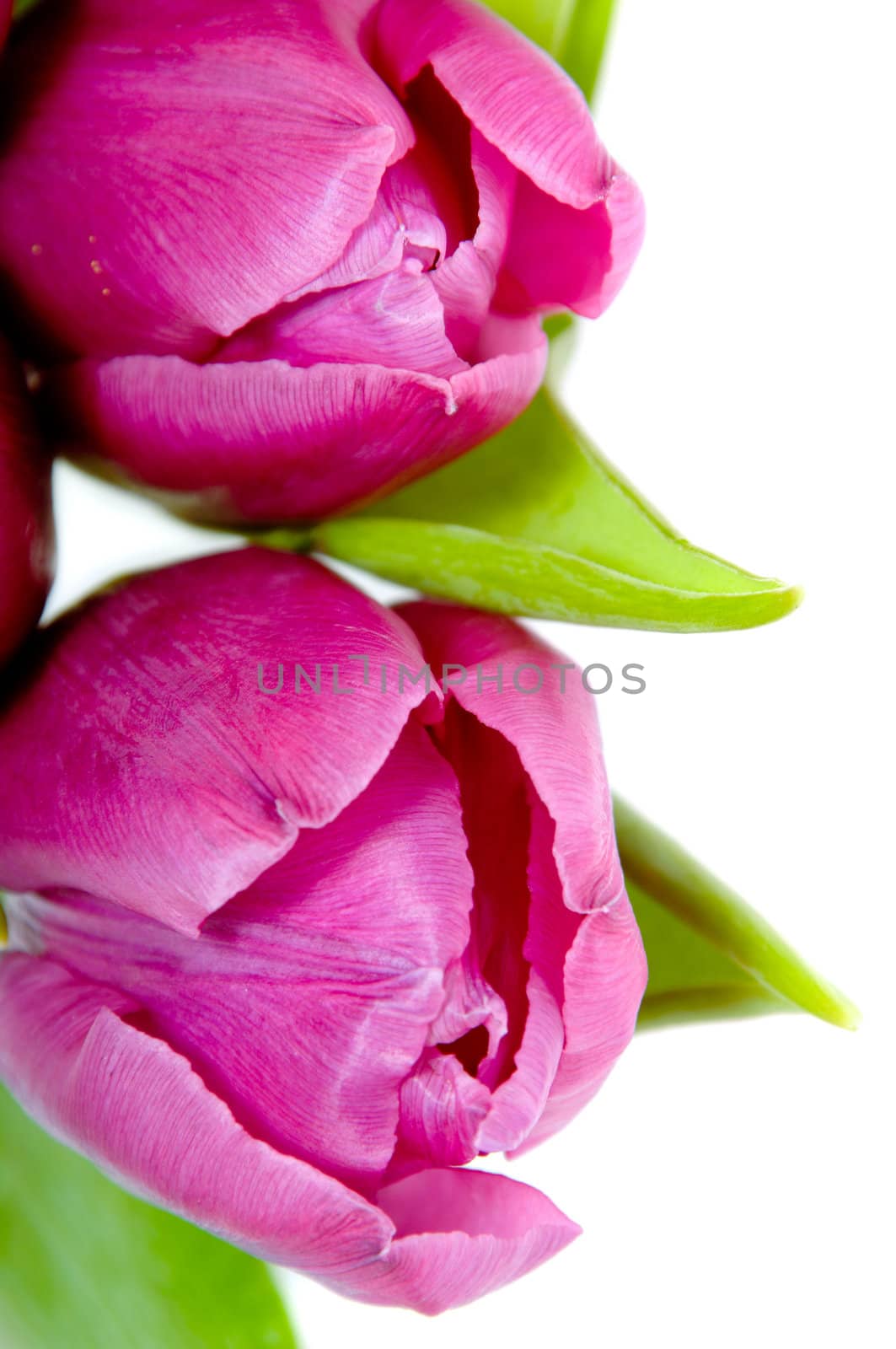 Tulips on clean white background.