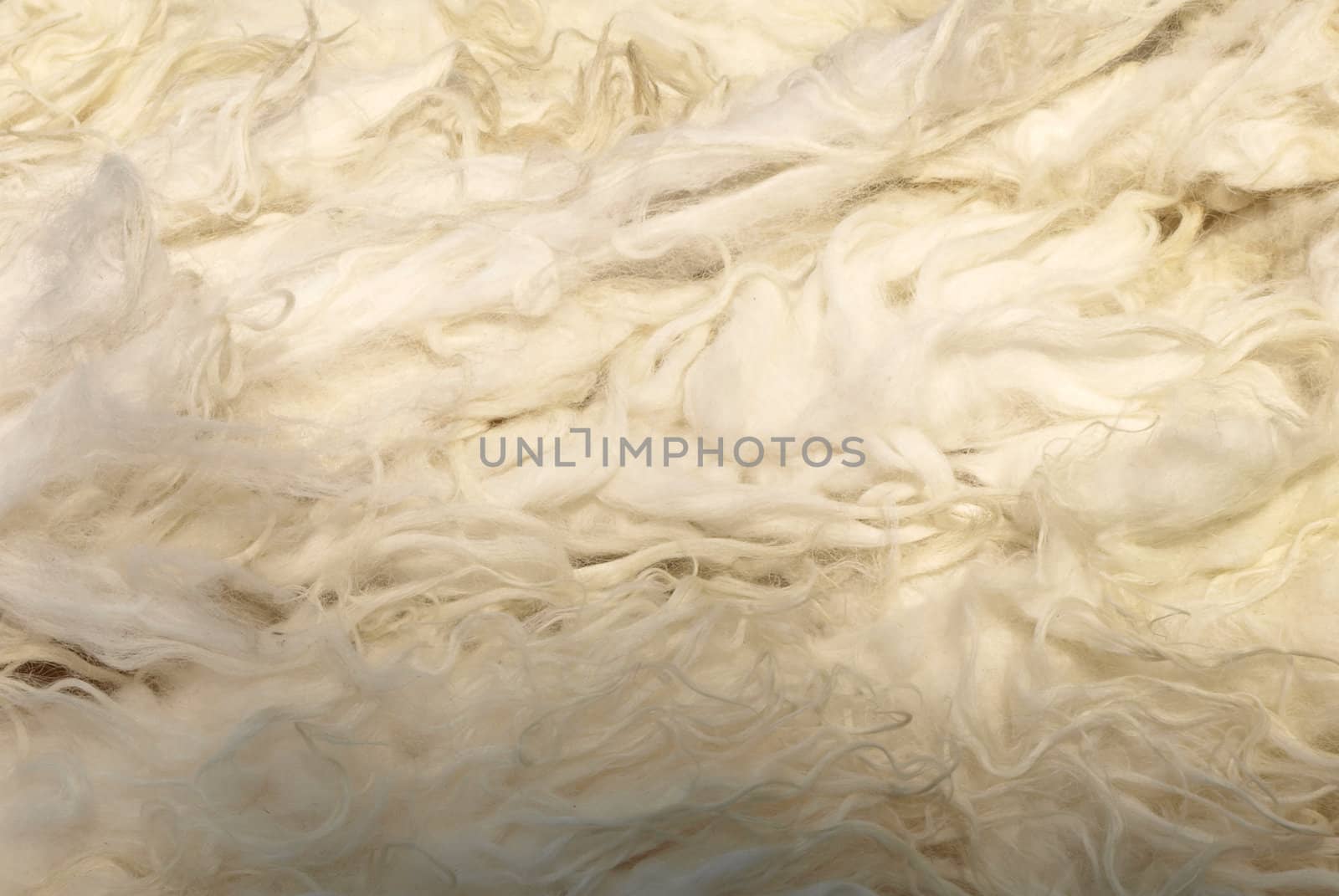 White sheep wool background material