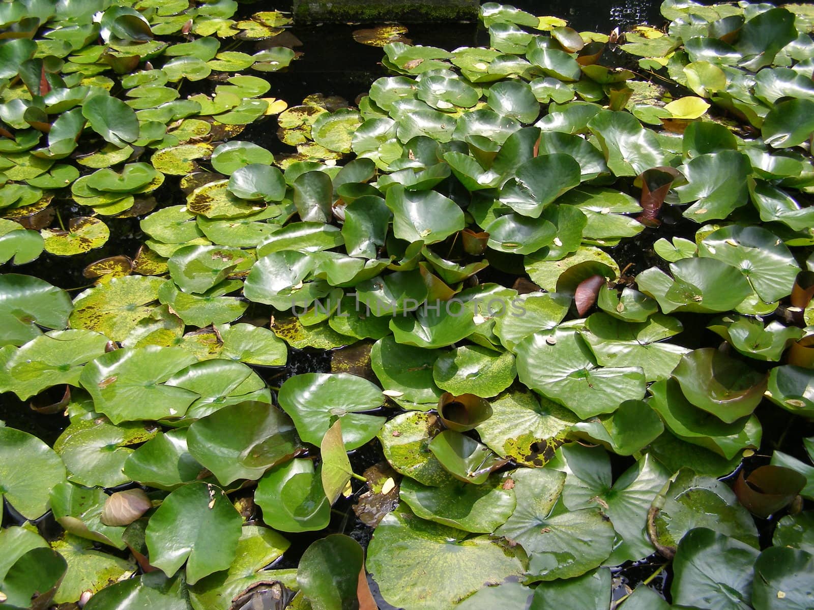 Water lily Nimphaea in a pond