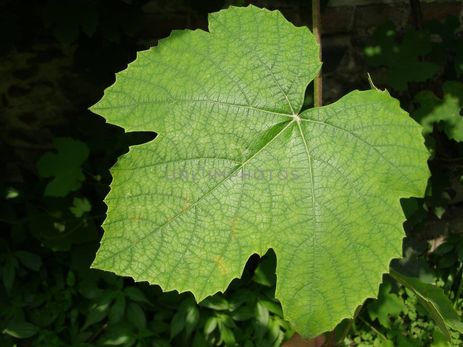 Vine vitis grapevine