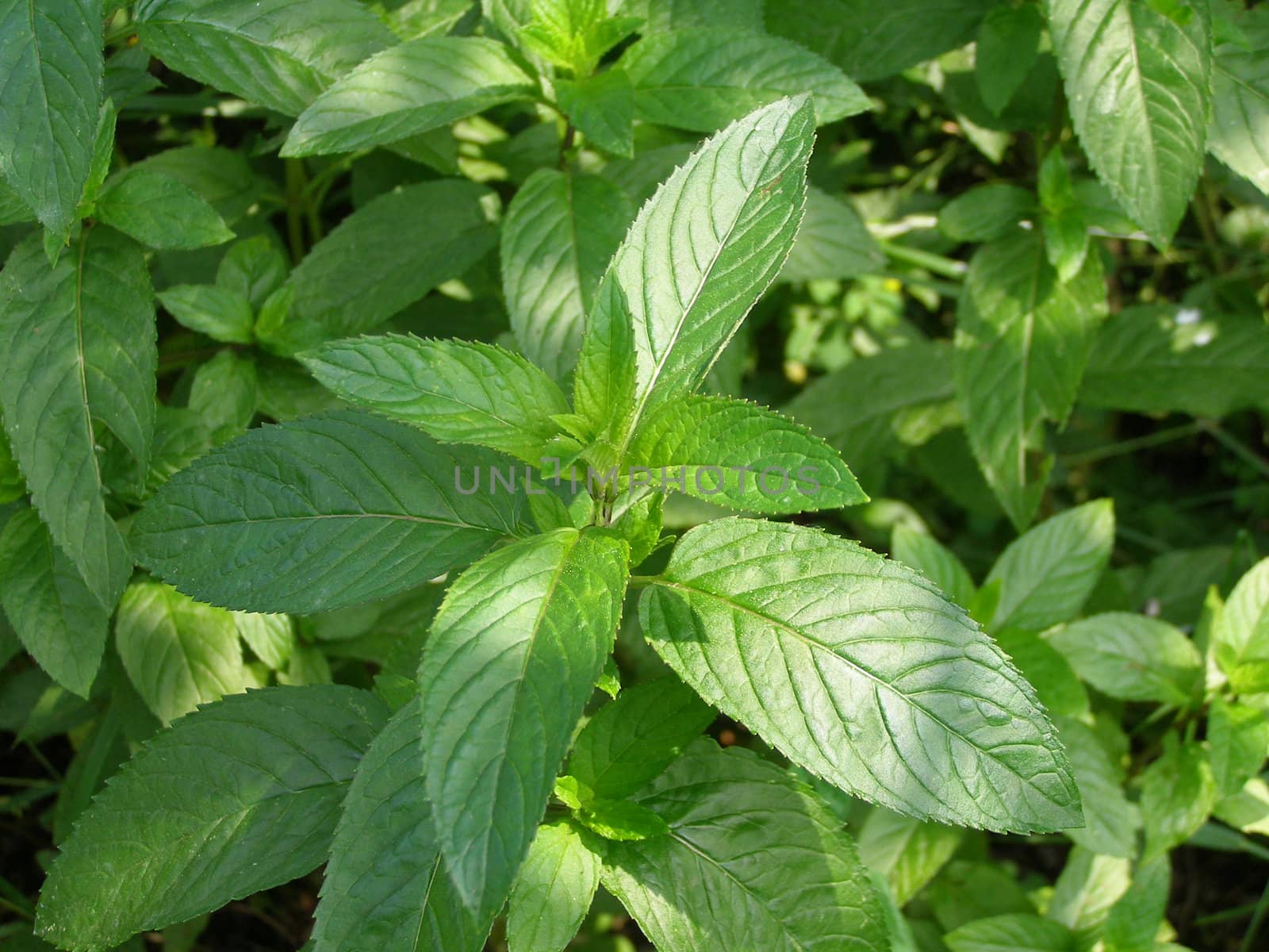 Peppermint