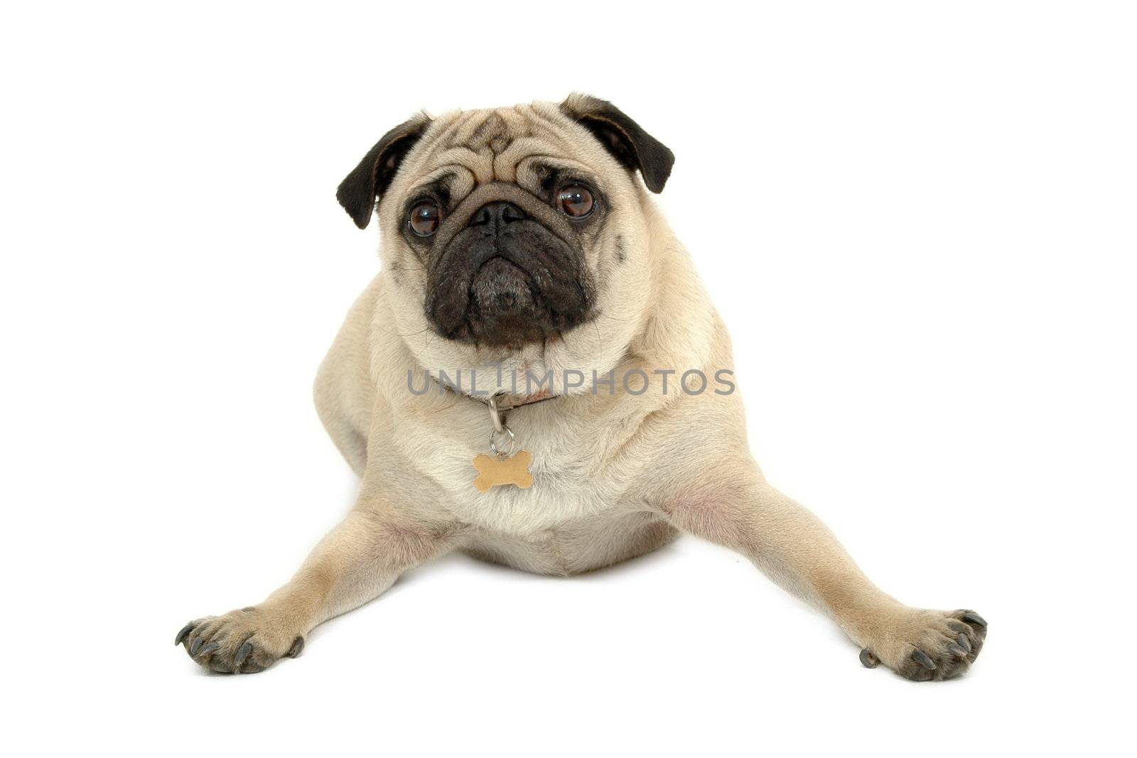 A sad pug is resting on white background