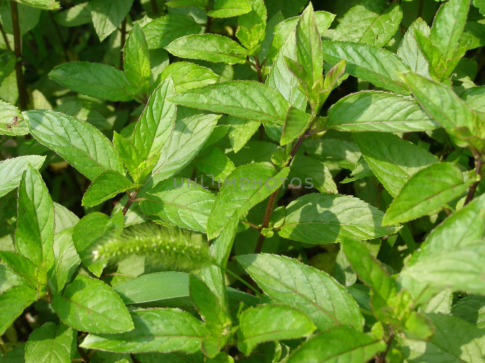 Peppermint