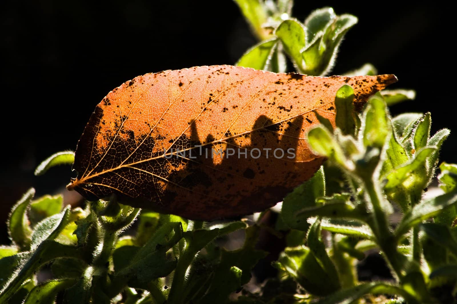 Orange leaf in the sun fallen from tree in autumn
