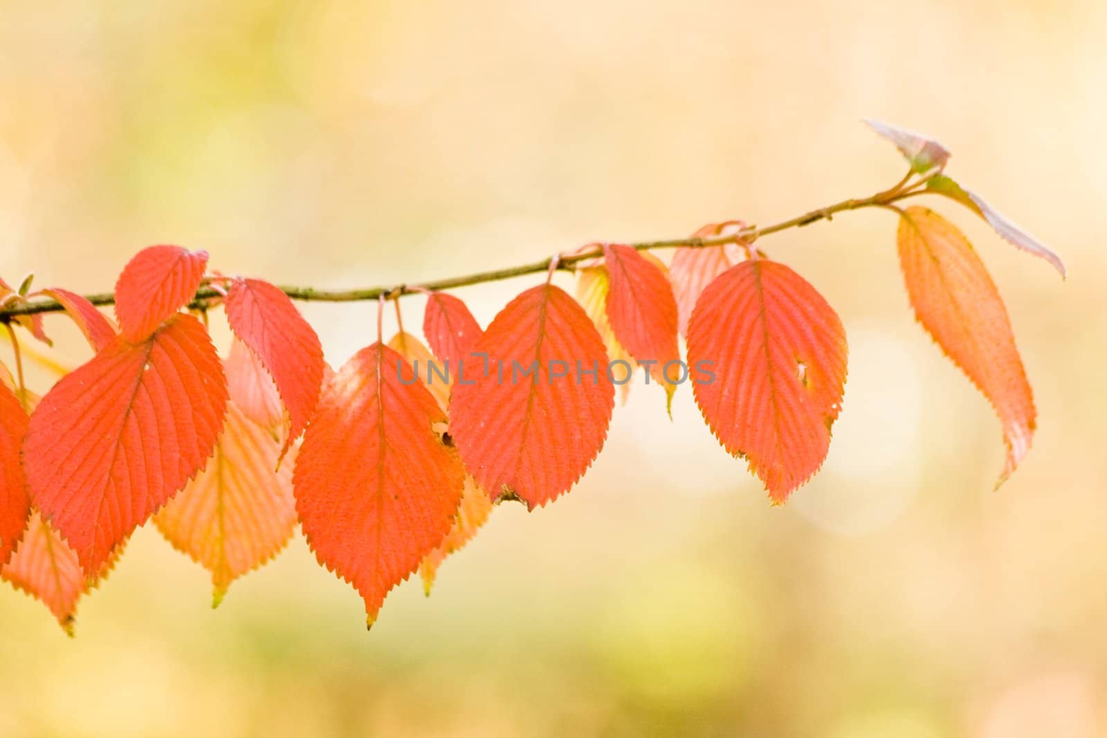 Red leaves on branch of cherry tree in autumn
