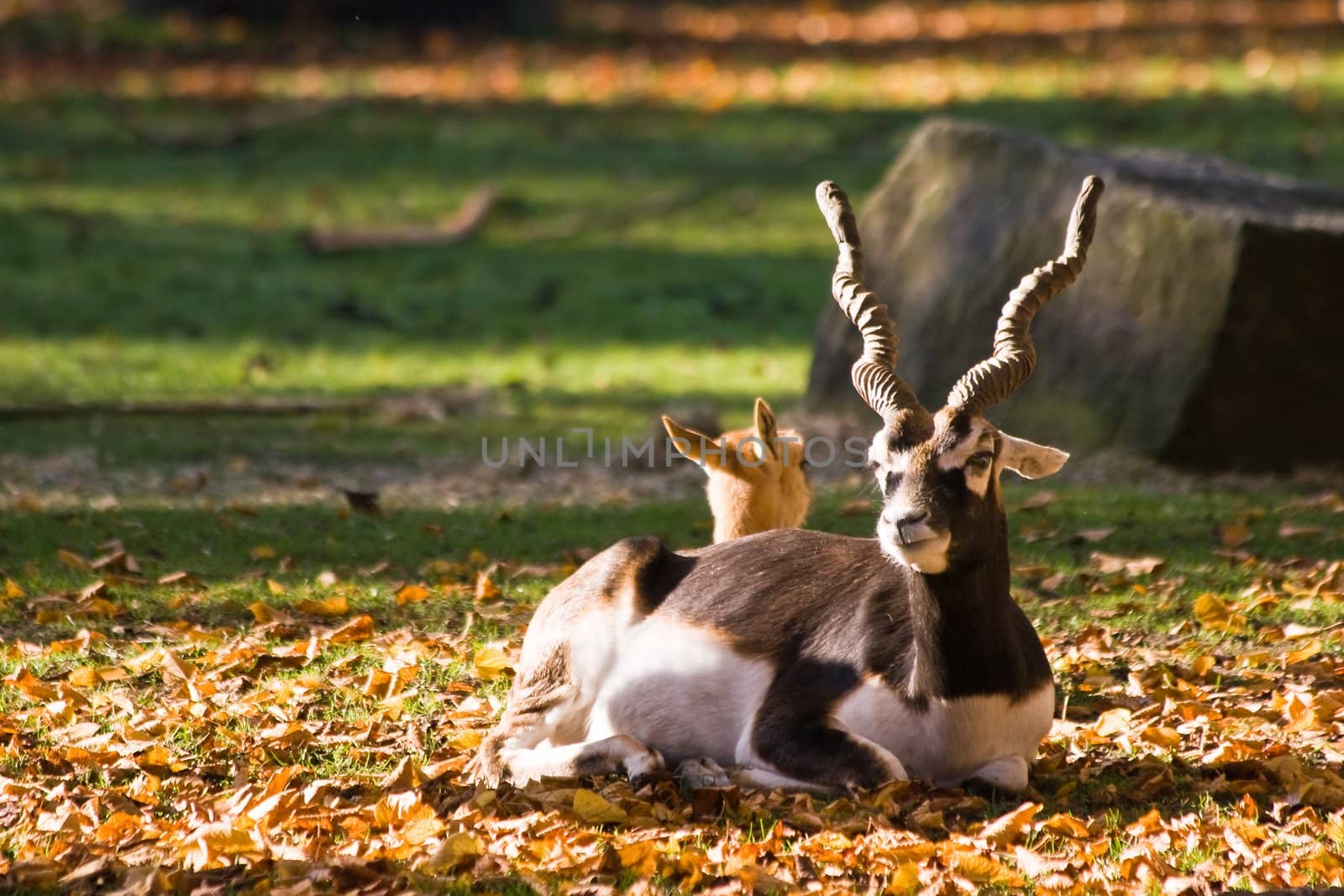 Blackbuck or Indian antilope in autumn, male and female resting