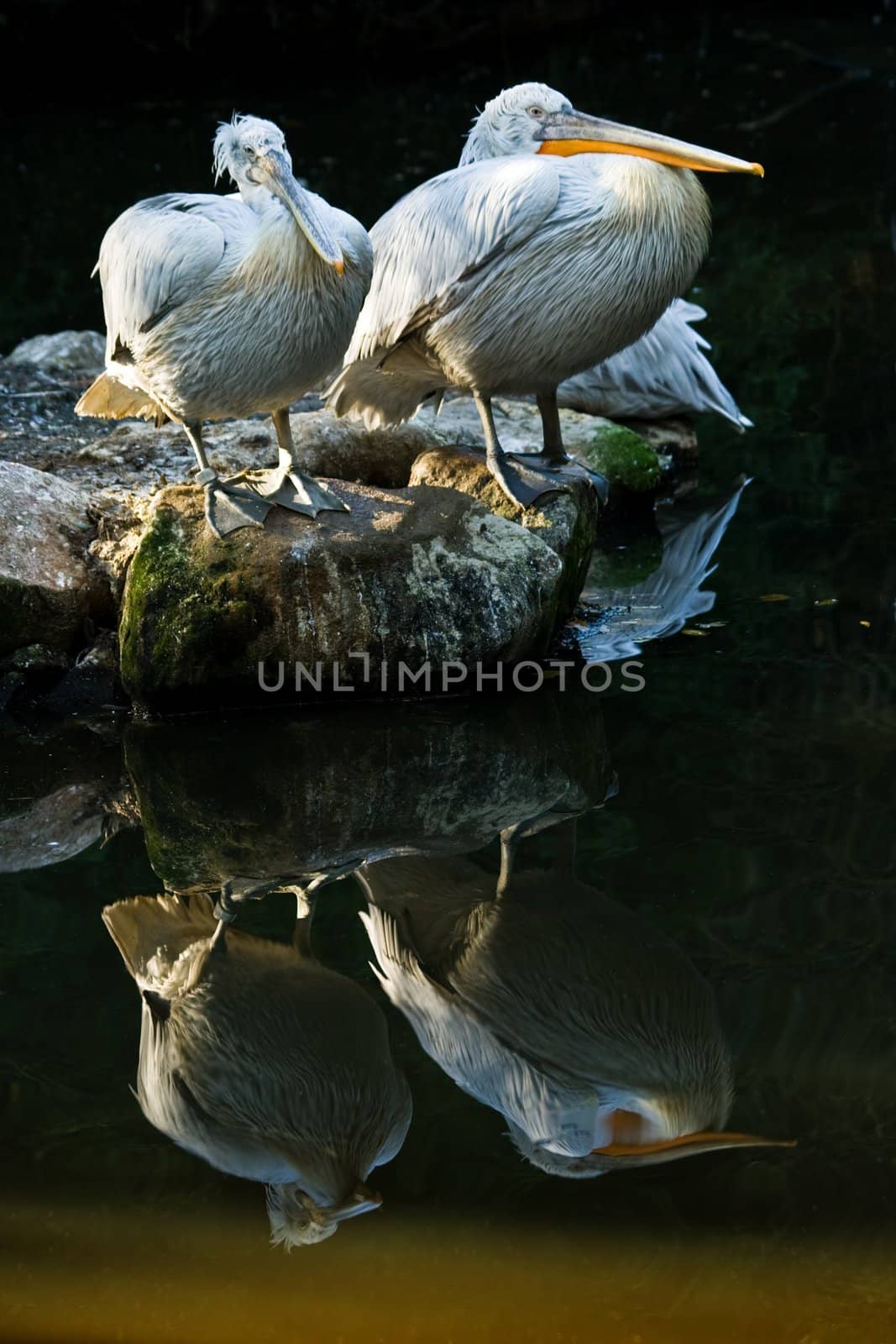 Pelicans standing on rocks with reflection in the water
