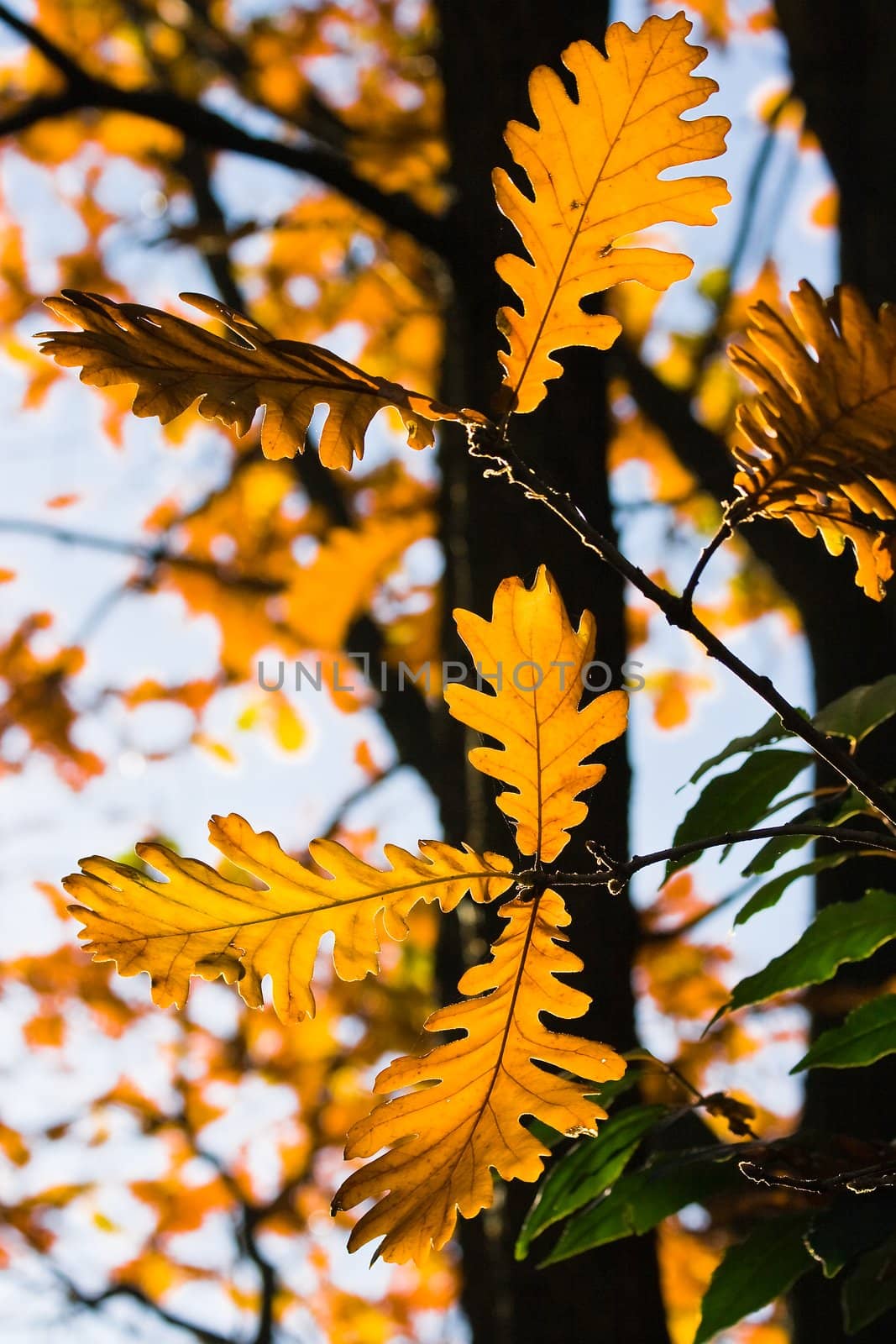 Autumn - leaves of american oak by Colette