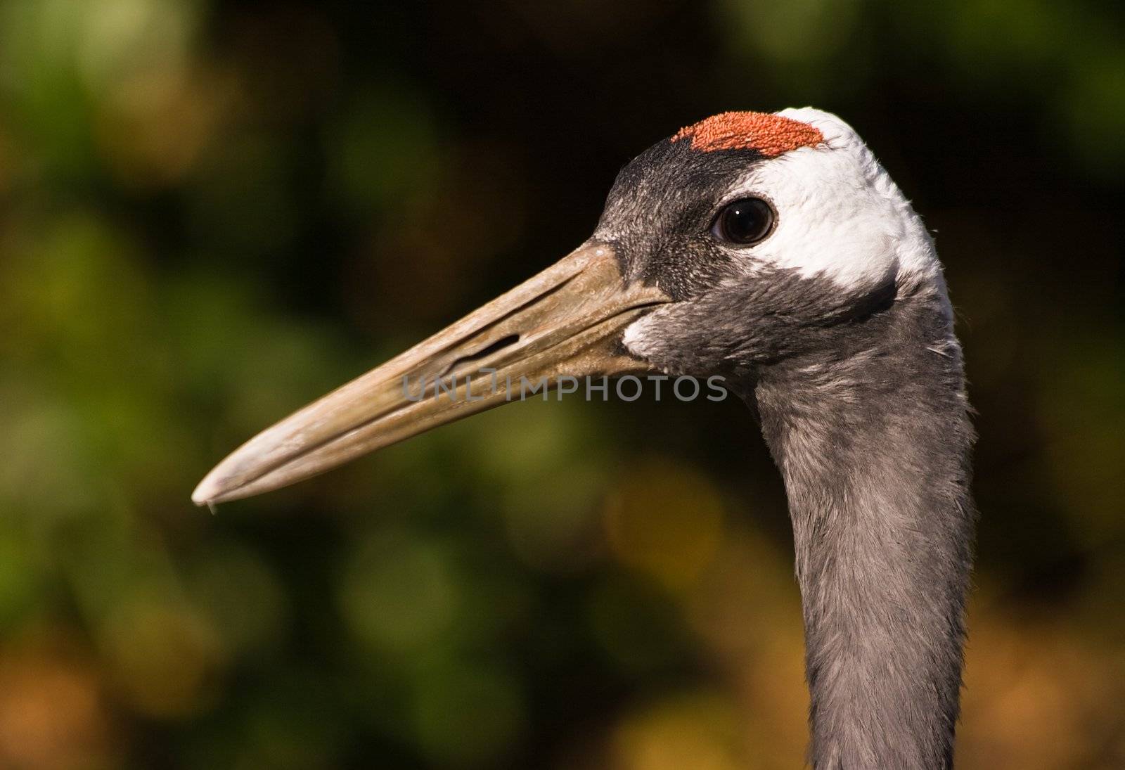 Portrait of japanese crane with autumn colors in the background
