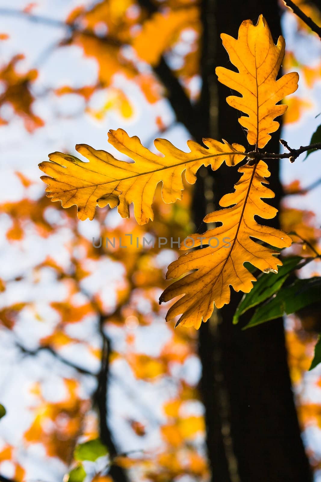 leaves turned to orange on american oak in autumn