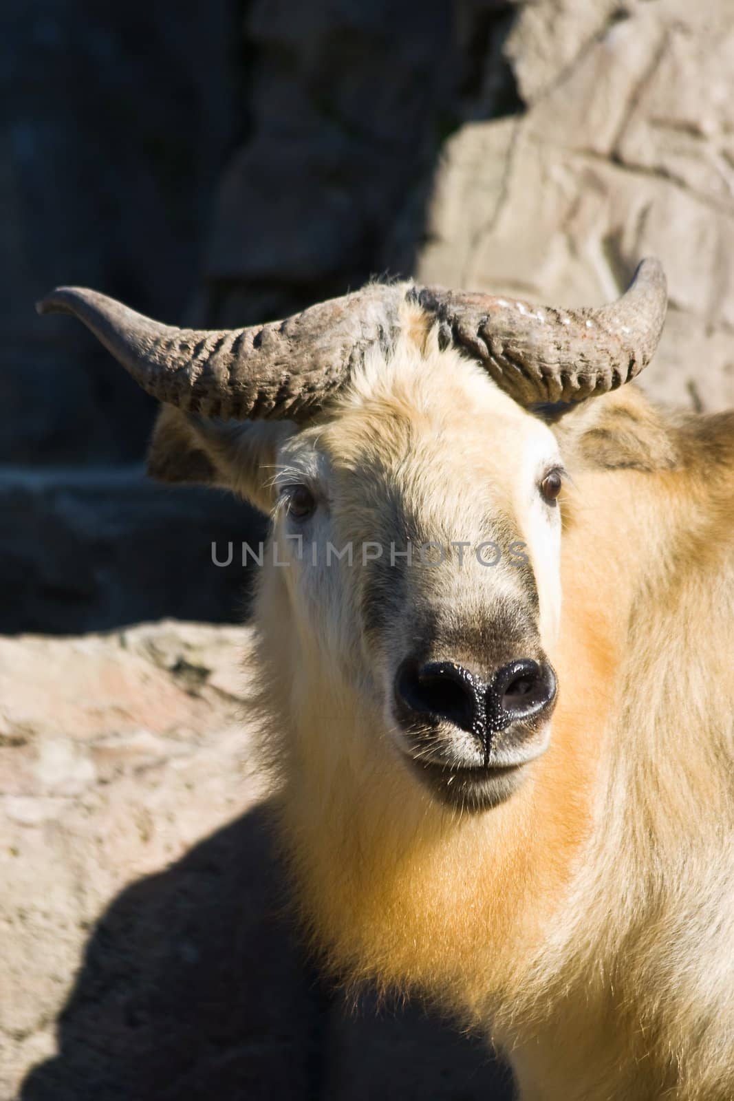 Tibetan takin or Sichuantakin is a goat-antelope, living in forests of the Himalayas.
The takin is national symbol of Bhutan