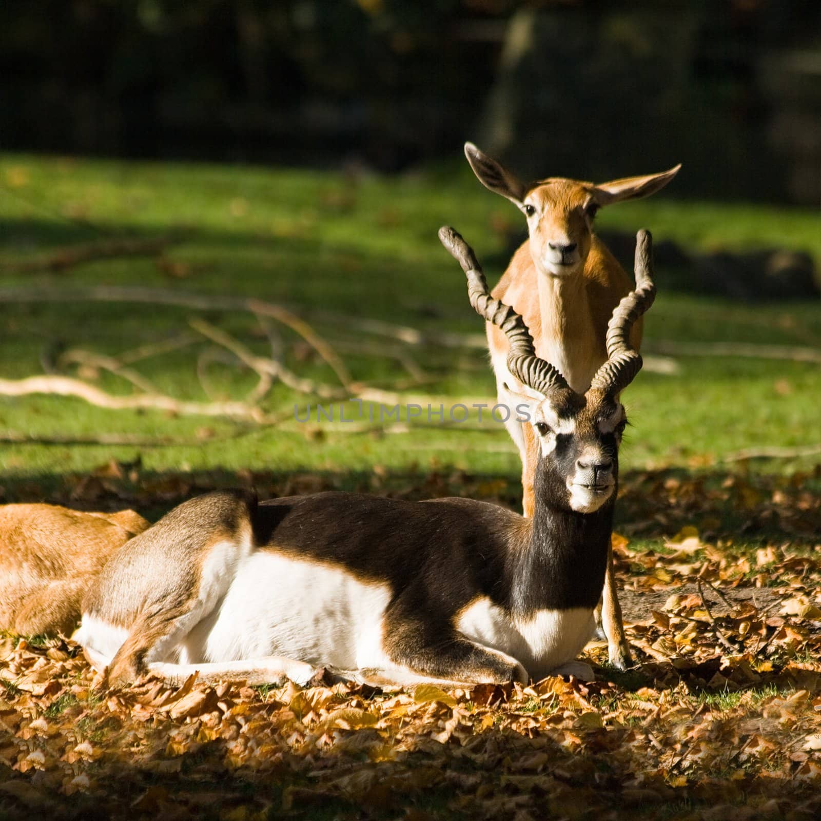 Blackbuck or Indian antilope, male and females 