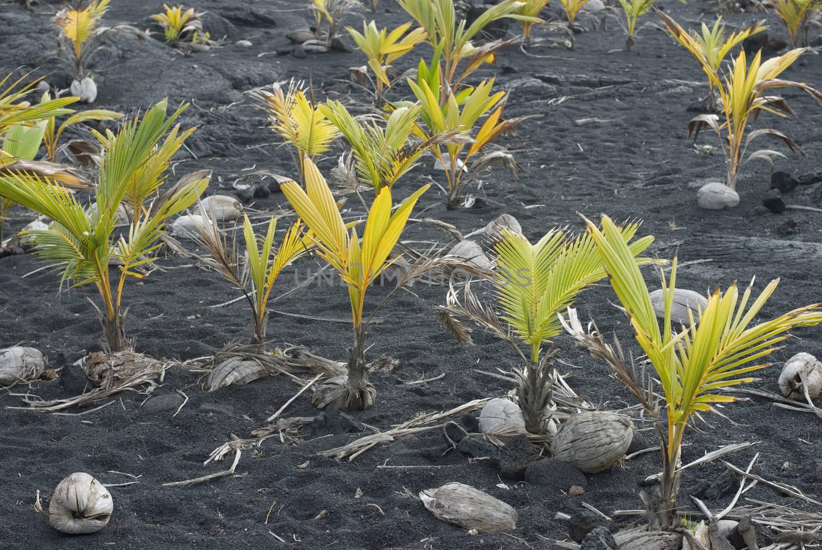 Coconuts sprouting in the dark volcanic soil of Hawaii�s Big Island