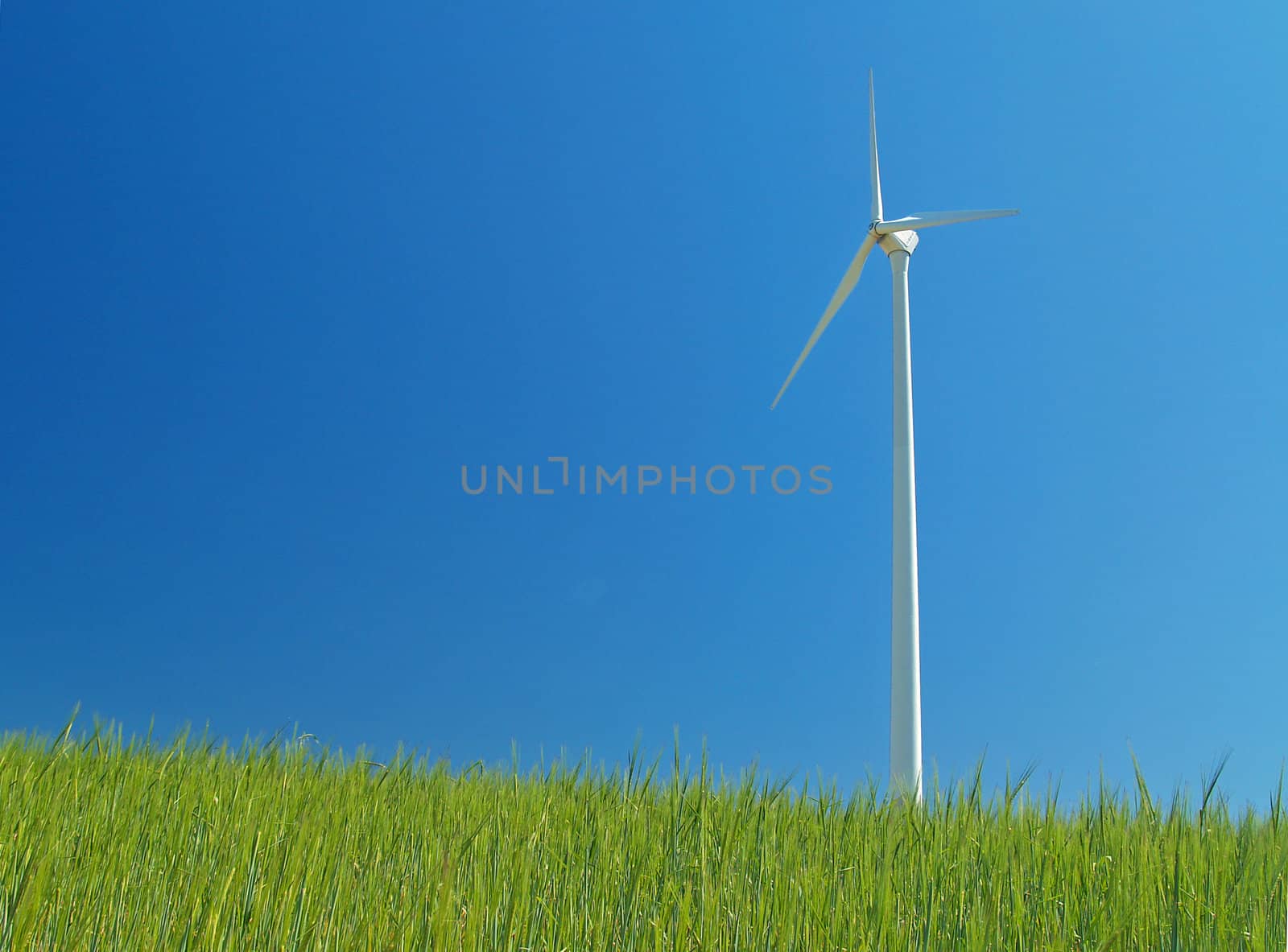 A wind turbin in a cornfield
