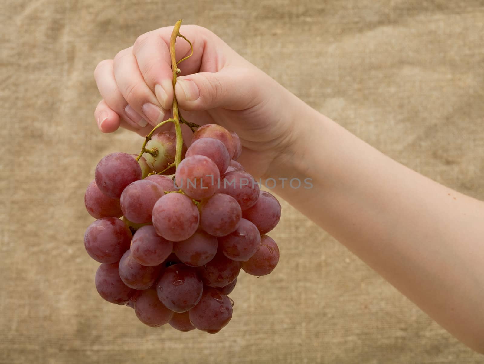 Red ripe gapes in female hand on canvas background