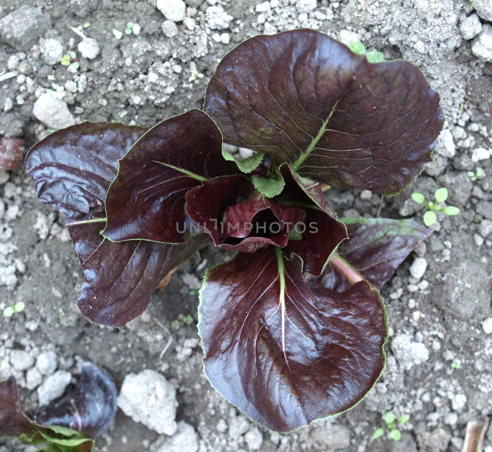 Salad plant