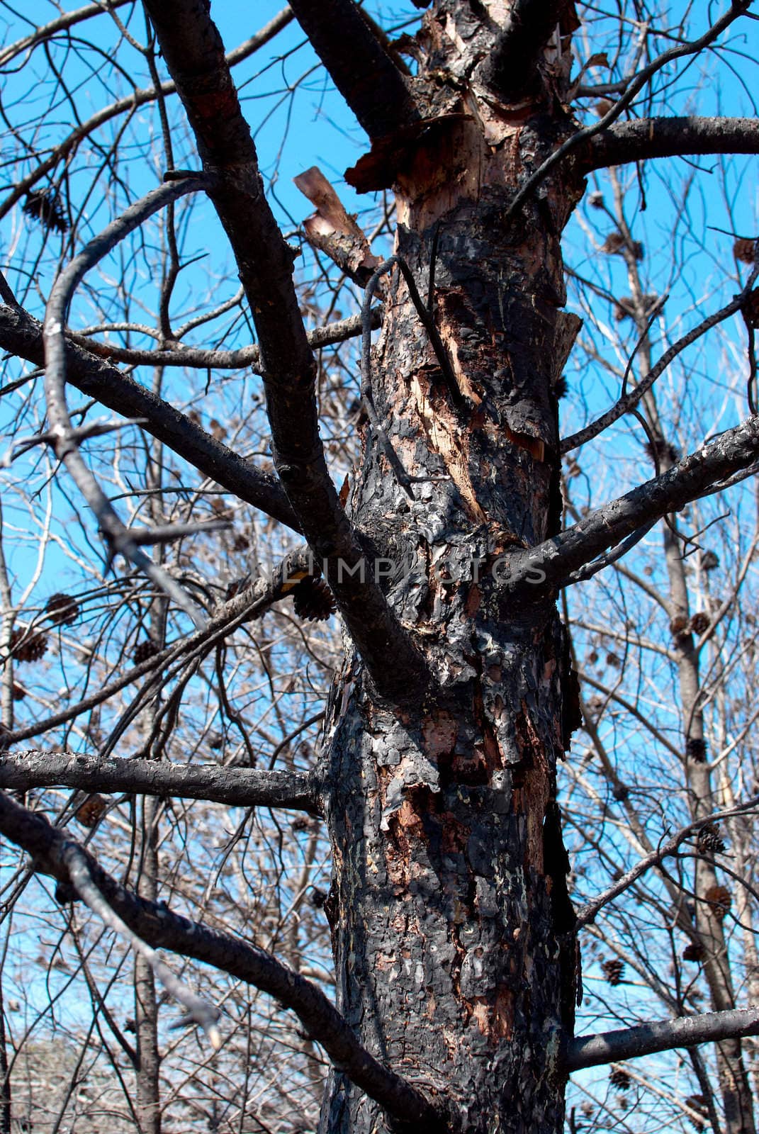 The aftermath of a forest fire