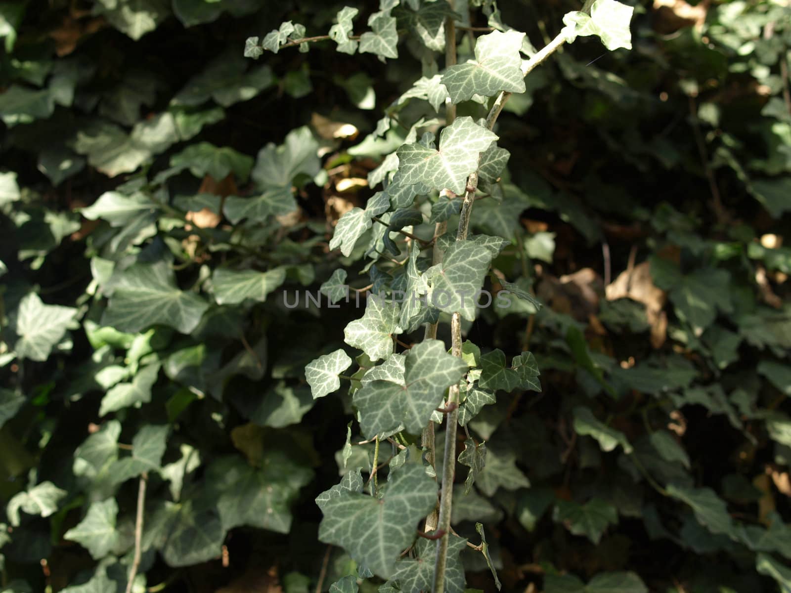 Green ivy plants background