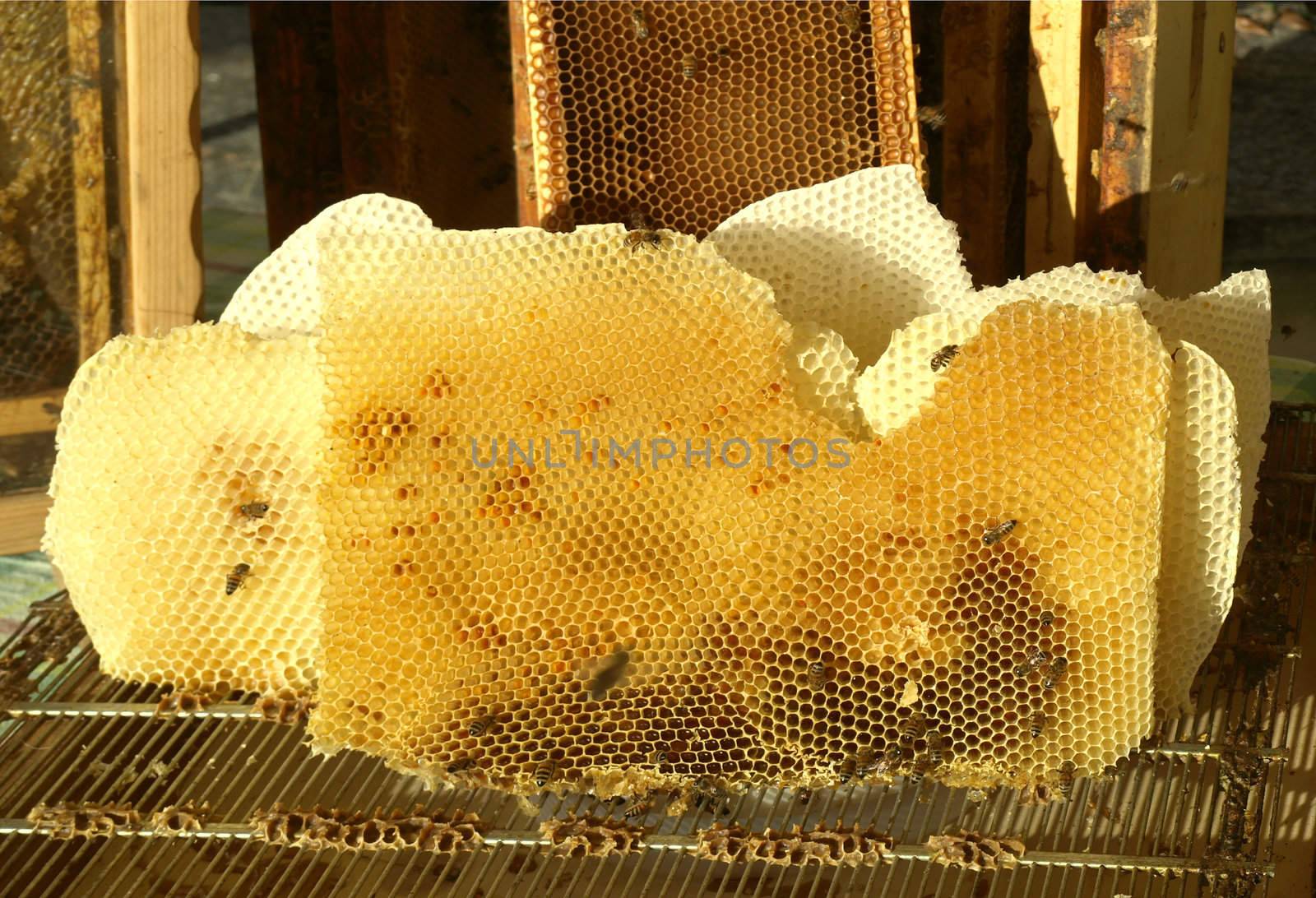 Honeycomb with bees and honey