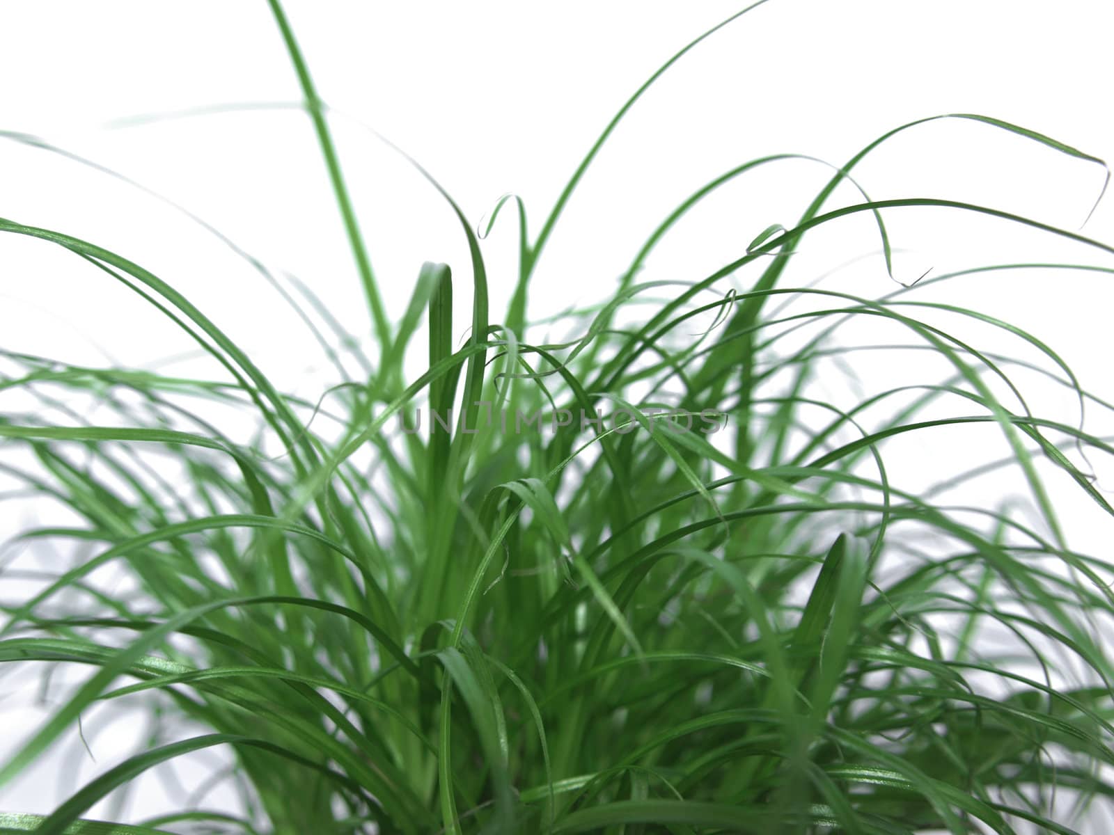 Green grass meadow