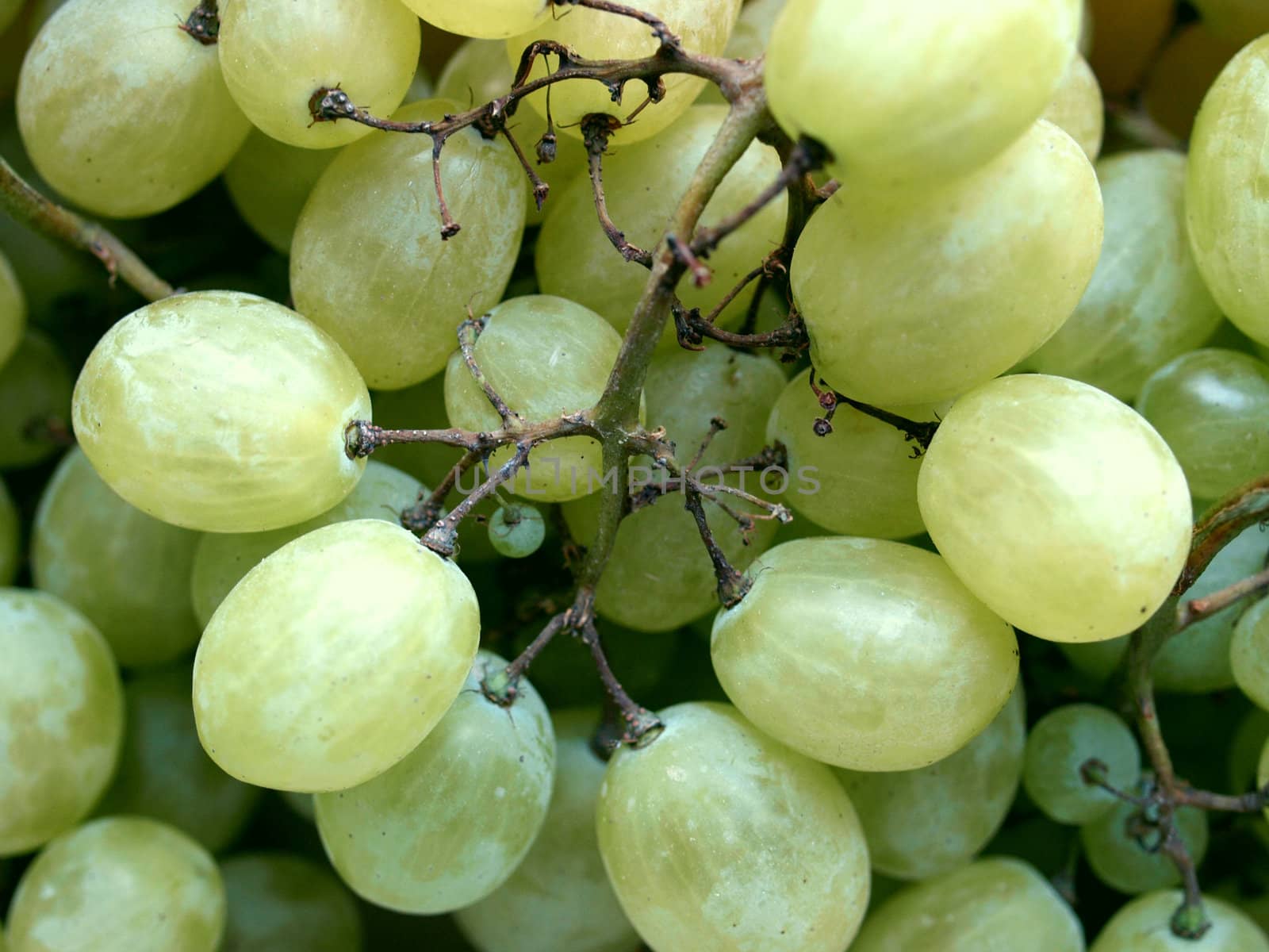 Grape of vitis