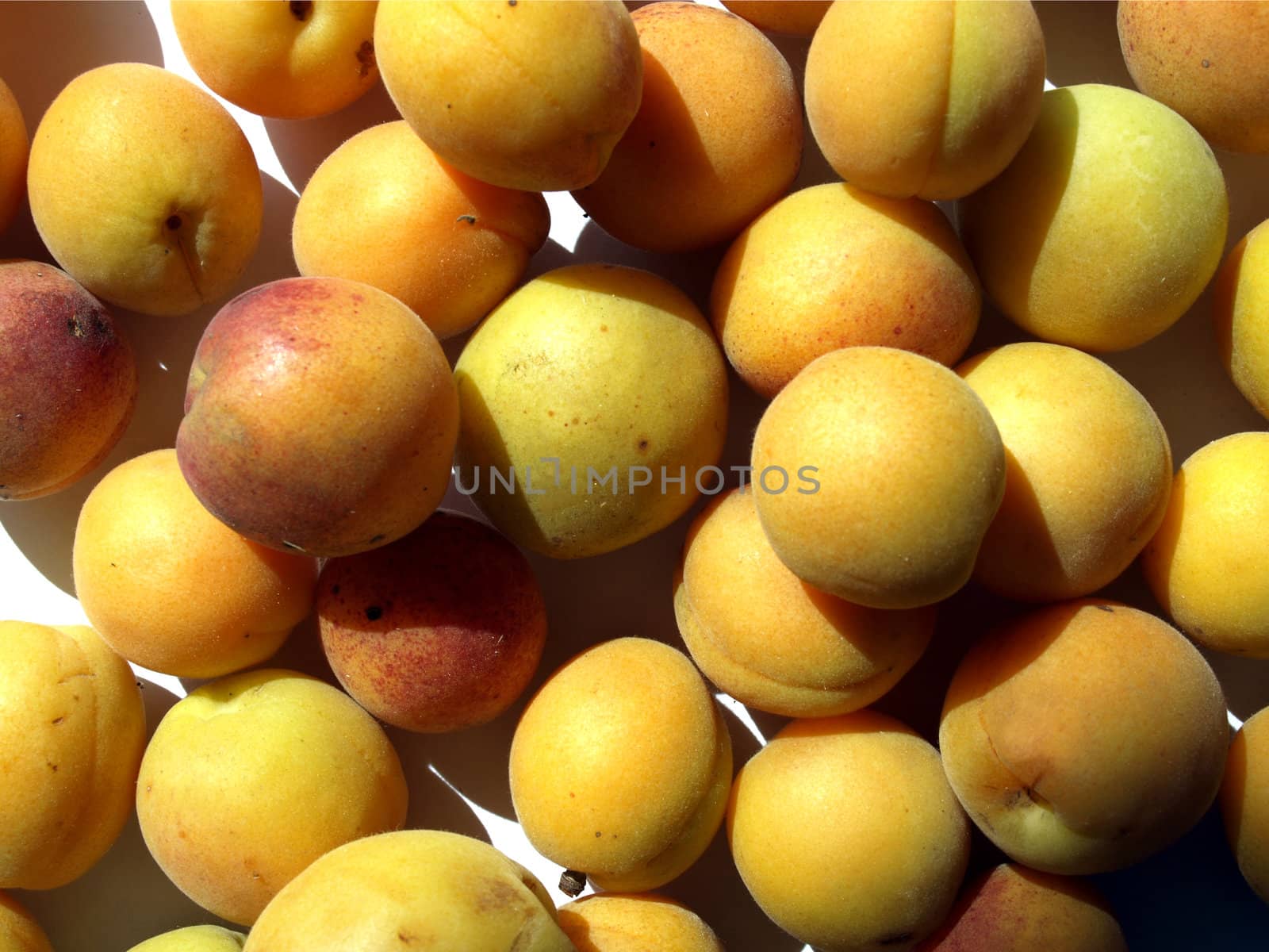 Apricots fruit