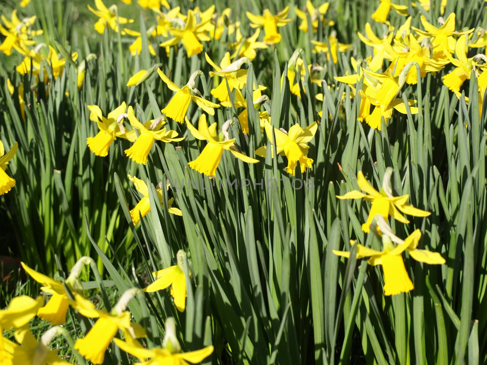 Detail of a host of golden daffodils
