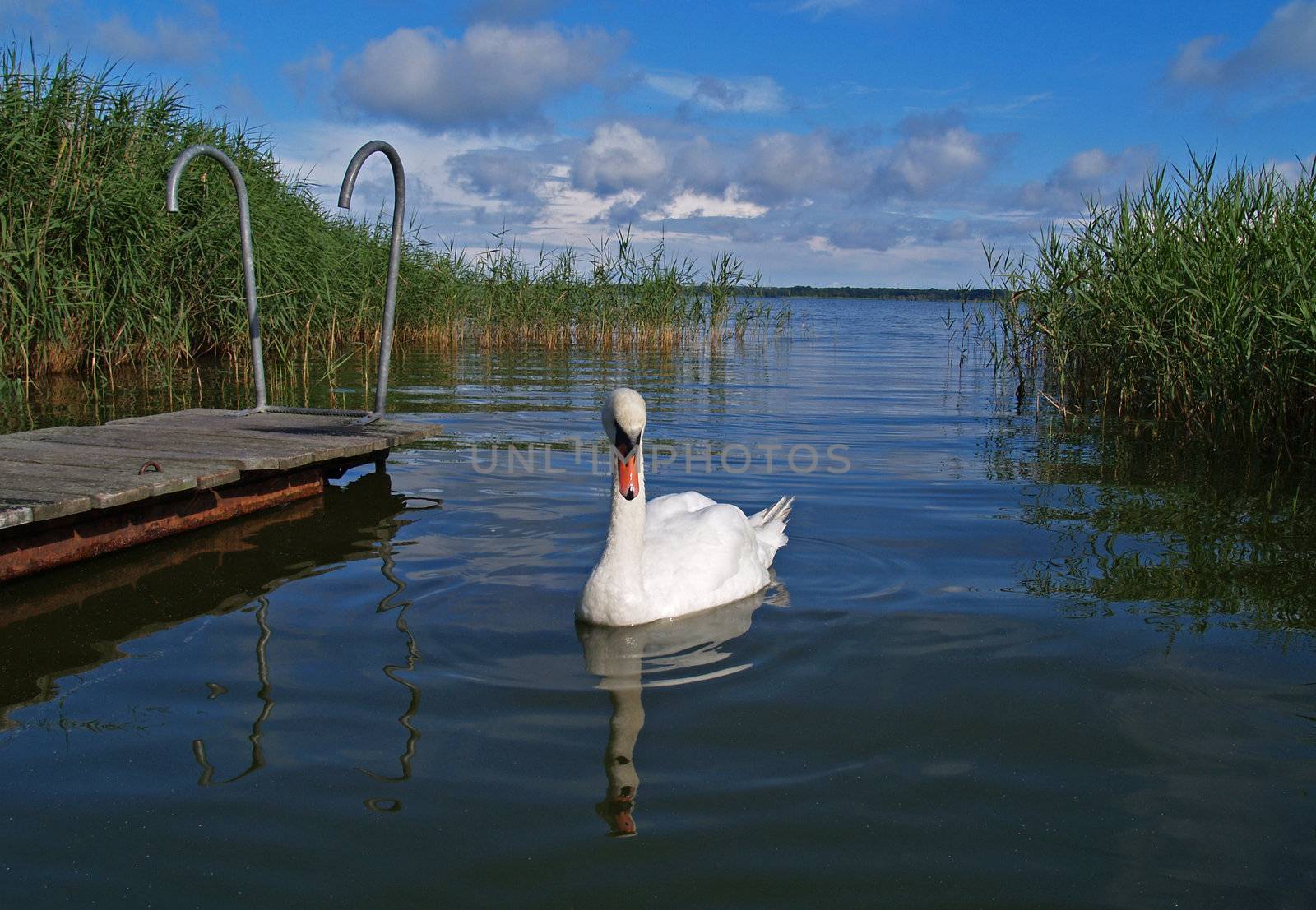 A mute swan on a lake on the island Usedom, Germany
