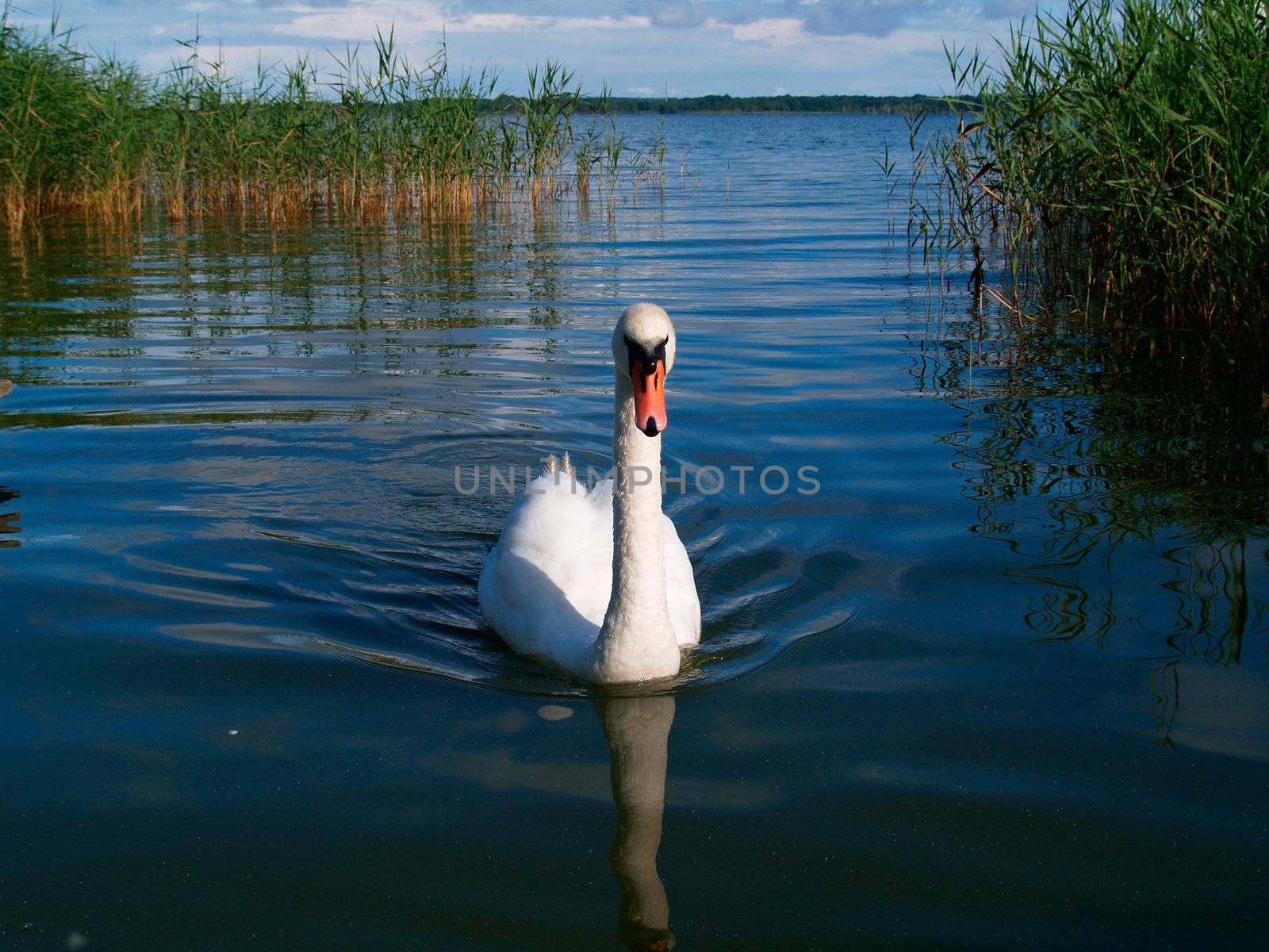 A mute swan on a lake on the island Usedom, Germany
